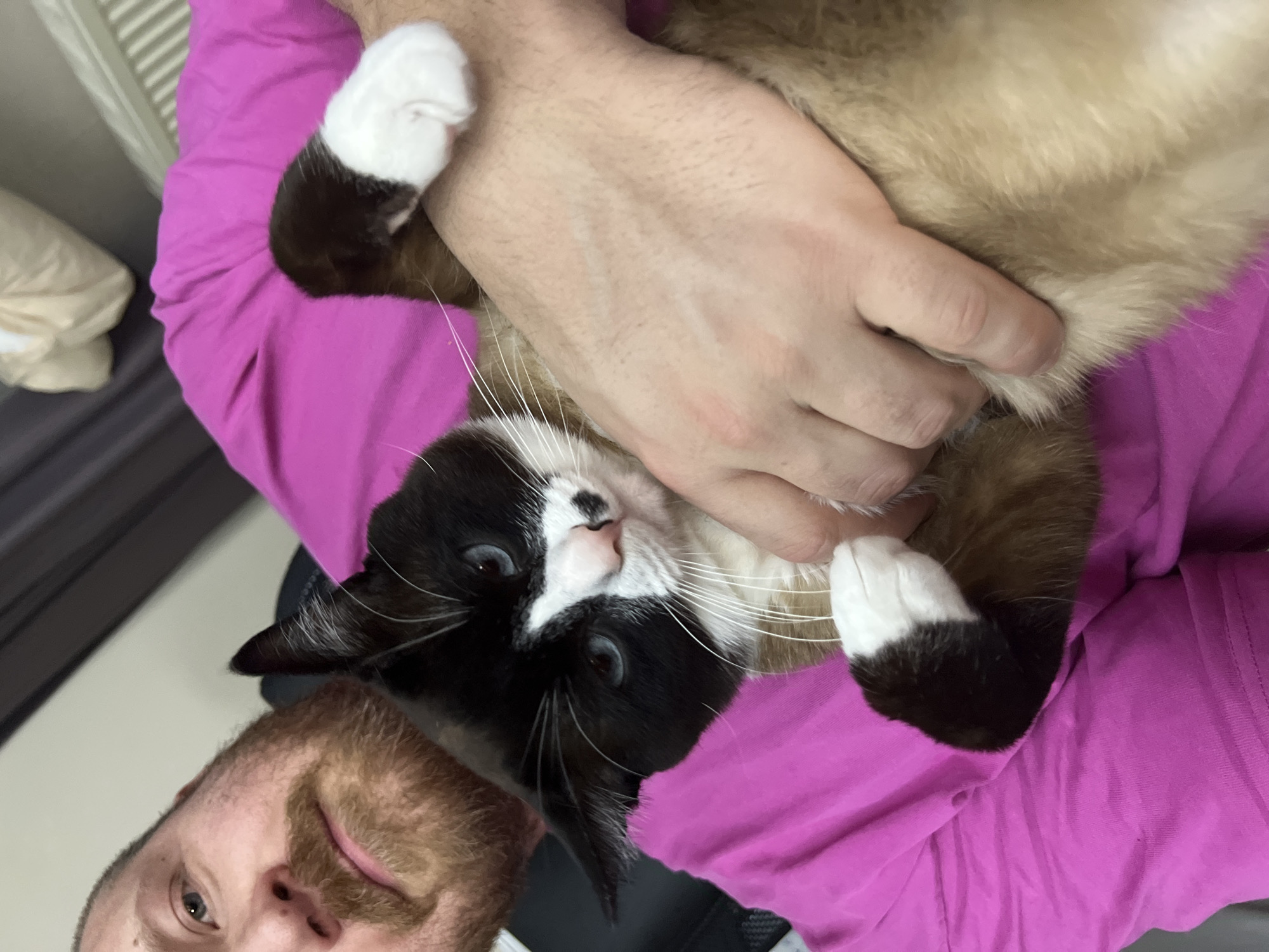 The image depicts a male individual holding a cat in an indoor setting in Noviy, Russia. The man is visible from the chin upwards, featuring fair skin, a reddish-brown beard and mustache, and light-colored eyes. He wears a vibrant magenta long-sleeved shirt. His left hand is shown cradling a cat with a distinctive coat pattern: black fur covers its head, ears, back, and upper legs, while white fur is present on its chest, belly, and all four paws. Light brown or beige fur spans the cat's mid-section. The cat has blue eyes and a small black spot on its upper lip/nose area. Both the man and the cat are looking directly towards the camera. The background is out of focus, showing a plain light-colored wall and indistinct domestic elements, including a dark object on the left and a lighter, possibly textile item on the right.