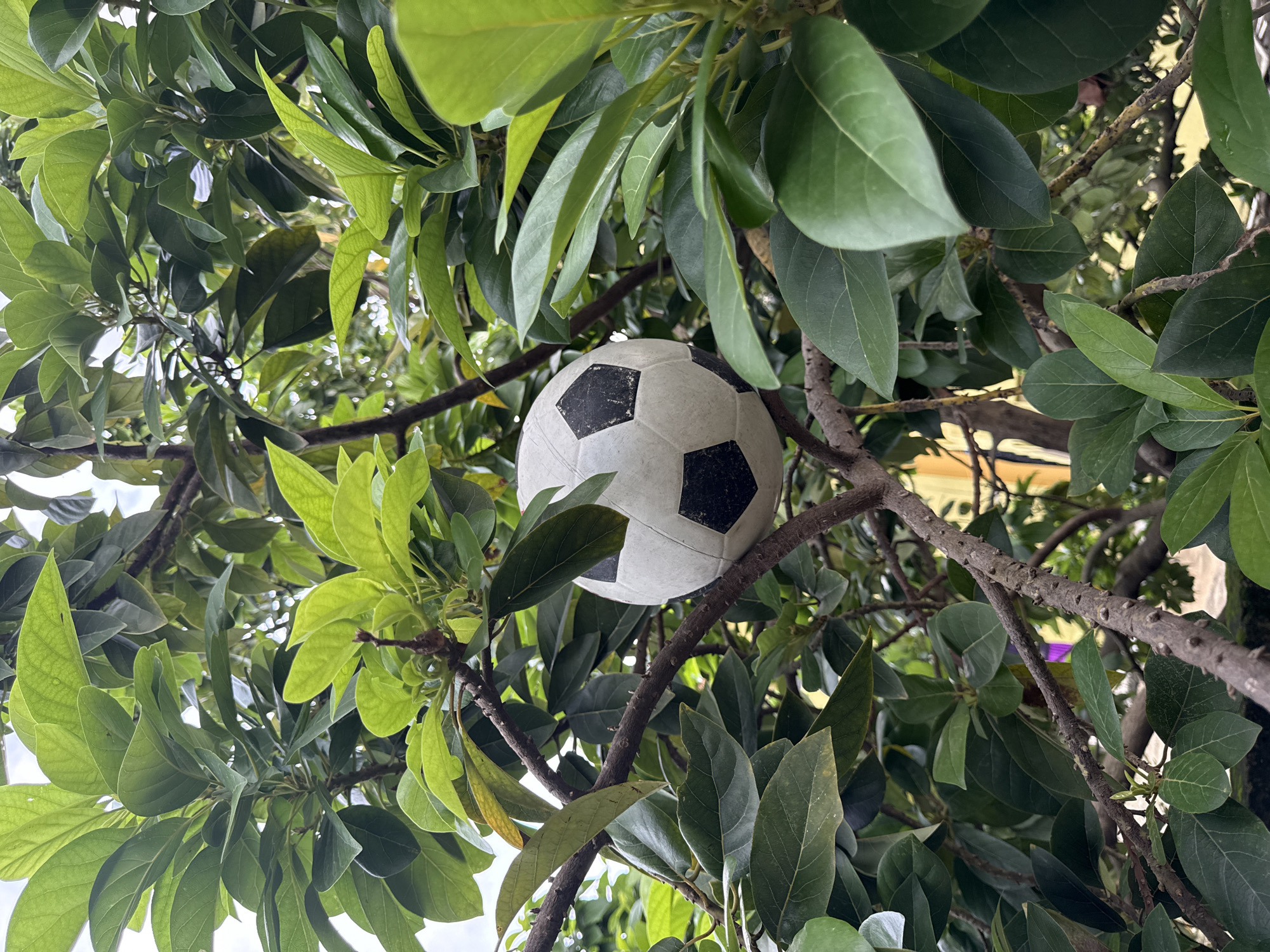 The image depicts a soccer ball lodged in the branches of a tree. The tree has dense, green foliage with leaves of varying shapes and sizes. The soccer ball is white with black pentagons. The lighting suggests it is daytime. Based on the prompt, the location is Ado, Nigeria. No people are visible.
