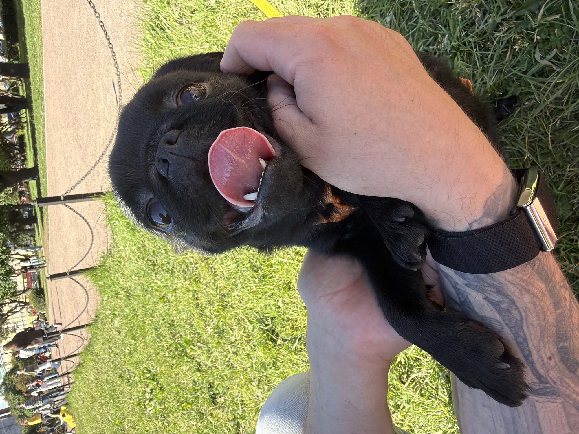The image shows a close-up of a person holding a black pug puppy outdoors. The puppy's tongue is sticking out, and its eyes are wide and looking at the camera. The person's hands are gently holding the puppy, with one hand supporting its head and the other arm around its body. The puppy is wearing a black collar with a silver buckle. The background consists of green grass, a paved pathway, and trees, suggesting a park or outdoor public space. In the distance, people can be seen walking and standing. The lighting indicates it is daytime, and the bright sunlight suggests clear weather. The overall mood is playful and affectionate. The scene is likely in Saint Petersburg, Russia, as indicated by the location context. No visible text is present in the image.