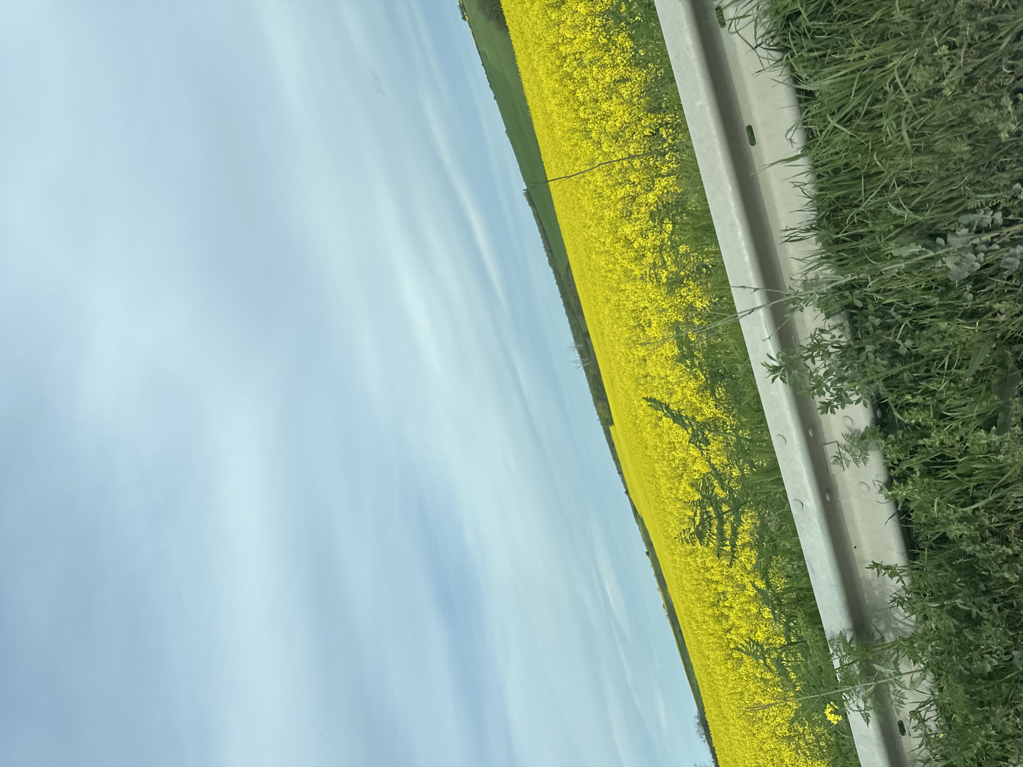 A roadside view shows a field of bright yellow rapeseed blossoms under a light blue sky with thin clouds. The edge of the road is defined by a gray guardrail bordered by green vegetation. The scene suggests a rural or agricultural landscape. The location is not specified.