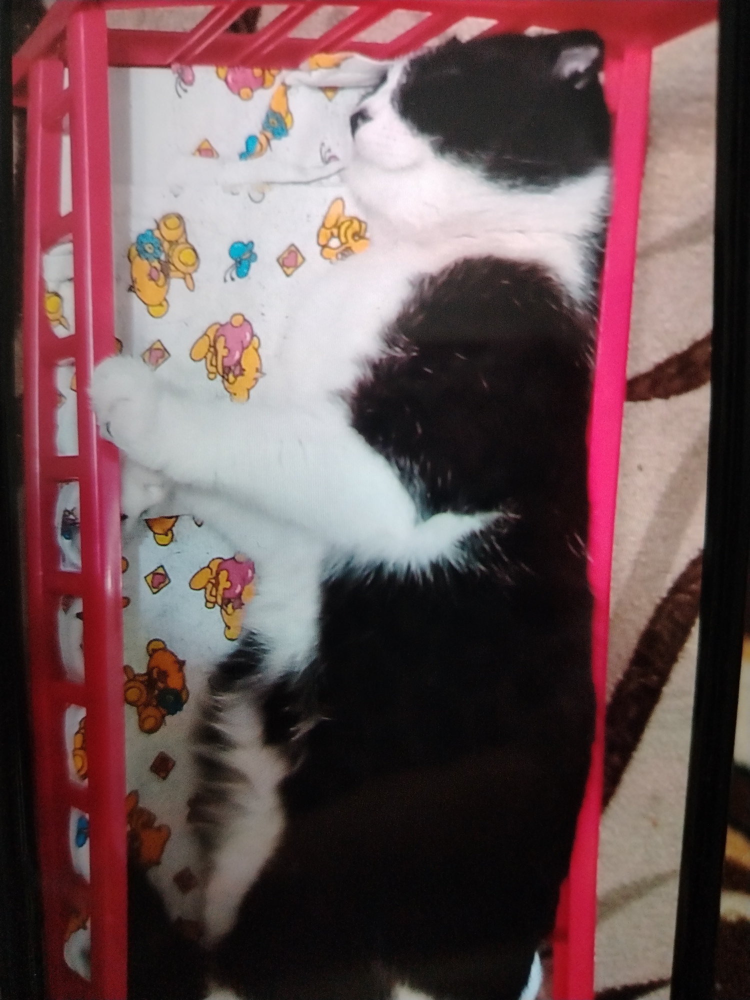 A black and white cat is asleep on its back in a pink doll crib. The crib has a white mattress with a cartoon pattern of yellow and pink bears. The cat's body is mostly black, with white markings on its chest, paws, and face. Its eyes are closed, and its mouth is slightly open. The cat appears to be relaxed and comfortable. The background is a beige carpet with a geometric pattern. The scene is brightly lit, suggesting it was taken indoors during the daytime.
