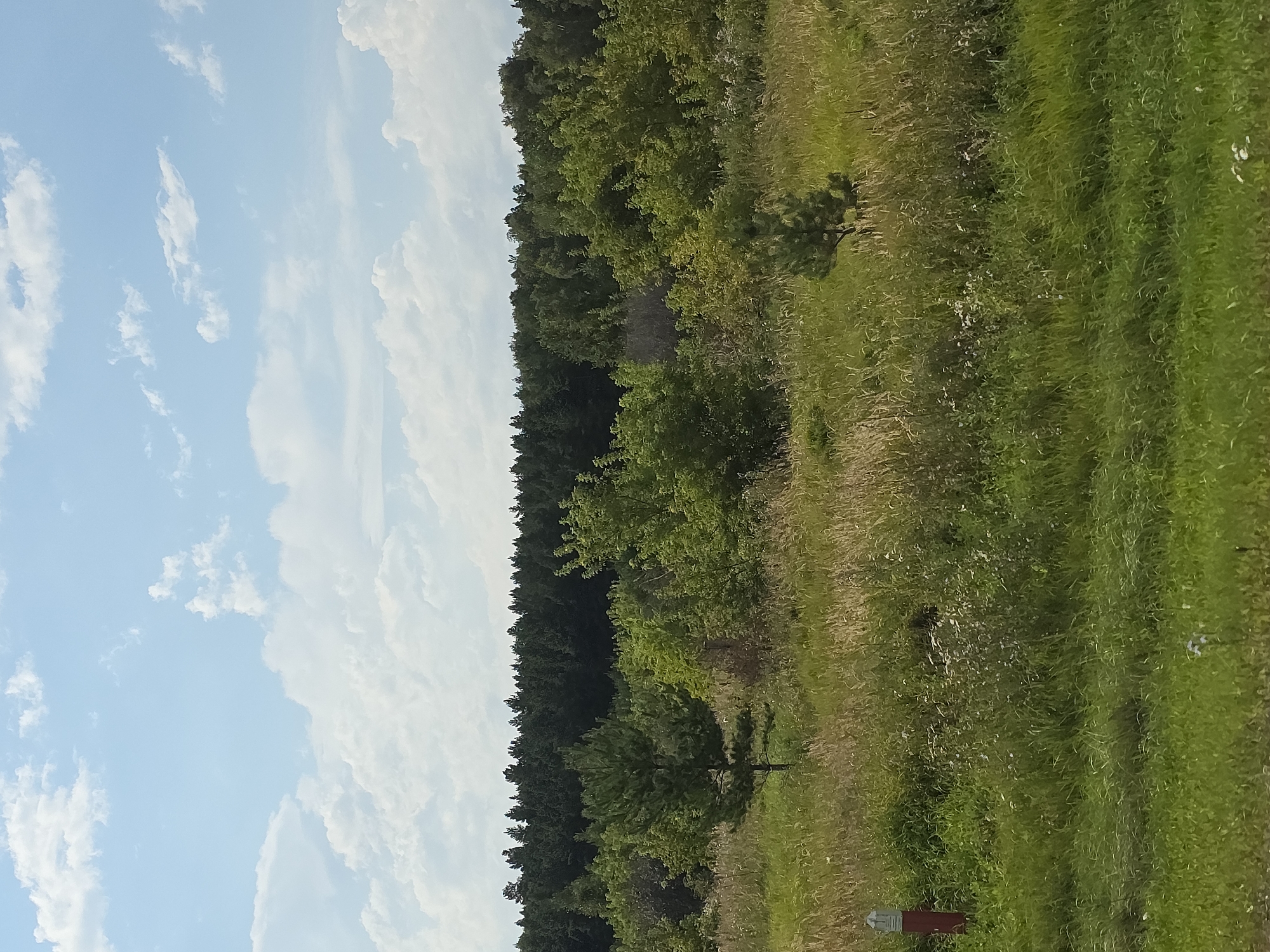 This is a landscape image taken outdoors on a sunny day. The foreground is dominated by a field of tall, green and yellow grass, with some smaller white flowers scattered throughout. In the lower left corner, a red and white cylindrical marker post is visible. Behind the grassy field, there is a dense forest with a variety of green trees. The forest line is dark and stretches across the horizon. Above the forest, the sky is a clear blue with scattered white, fluffy clouds. The image appears to be a view of a rural or natural area, possibly on the outskirts of Emanzhelinsk, Russia, given the context.
