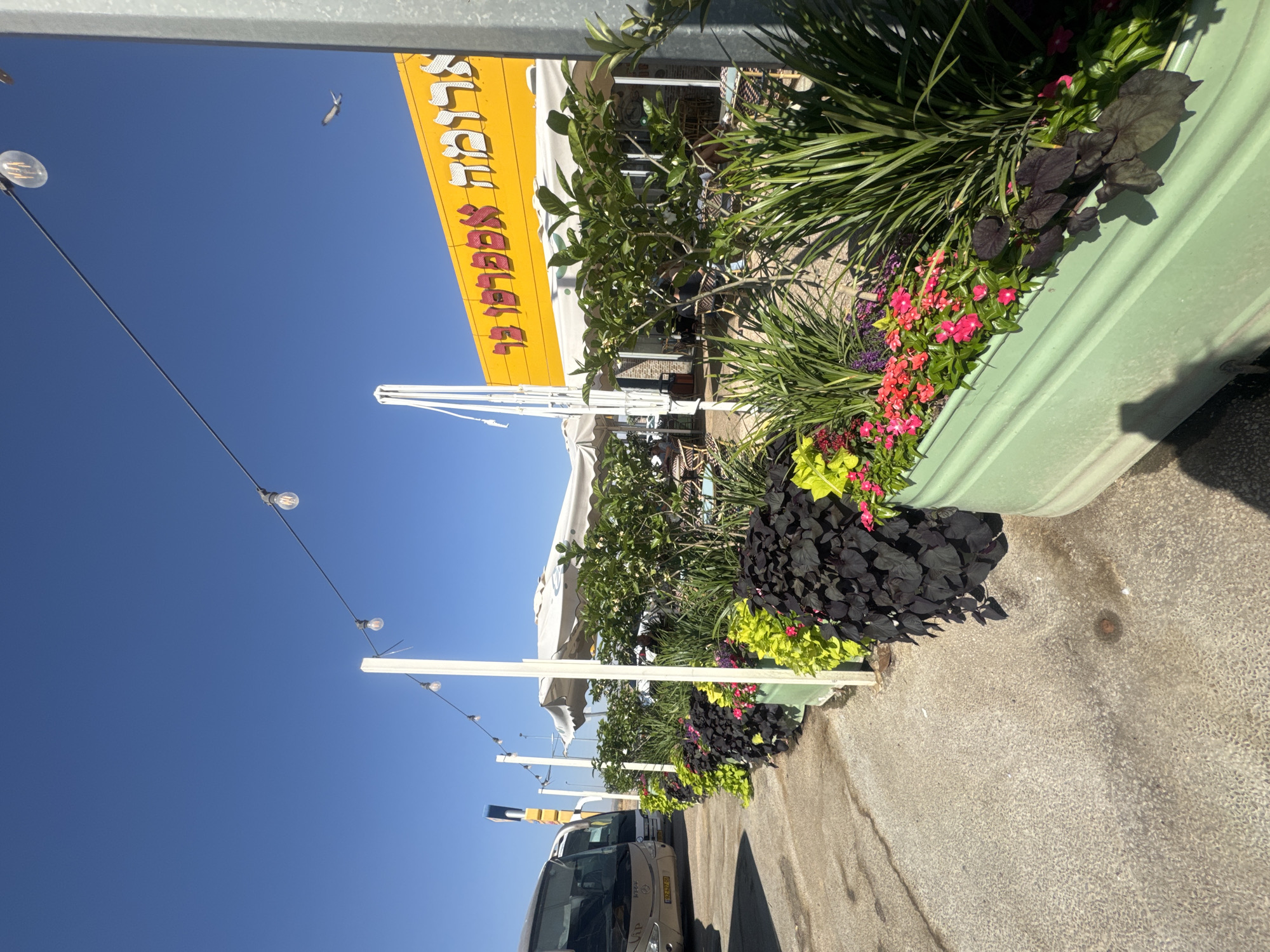 This is a vertical, eye-level outdoor shot on a sunny day. The scene is a street-level view of a storefront with outdoor seating, possibly a cafe or restaurant, in the Bnei Shimon Regional Council, Israel. A large, bright yellow sign with red lettering hangs prominently on the building. The lettering, written in Hebrew, appears to read "חוליה שקופה" (Huliya Shkufah), which translates to "Transparent Link" or "Transparent Hoop."
The foreground features a large, light green planter overflowing with lush greenery and colorful flowers in shades of pink and red. Dark purple foliage also adds a striking contrast. Beyond the planter, white umbrellas provide shade over empty tables and chairs set up for outdoor dining. Several white poles with hanging lights are visible, suggesting this area is used in the evening as well.
In the background, two buses are parked on the street. The sky is a clear, vibrant blue, indicating good weather. The lighting suggests it is daytime, likely morning or afternoon, given the bright sunlight casting shadows. No people are clearly visible in the image, but the setup implies a place of business catering to customers. The overall impression is a pleasant, sunny outdoor dining or waiting area.