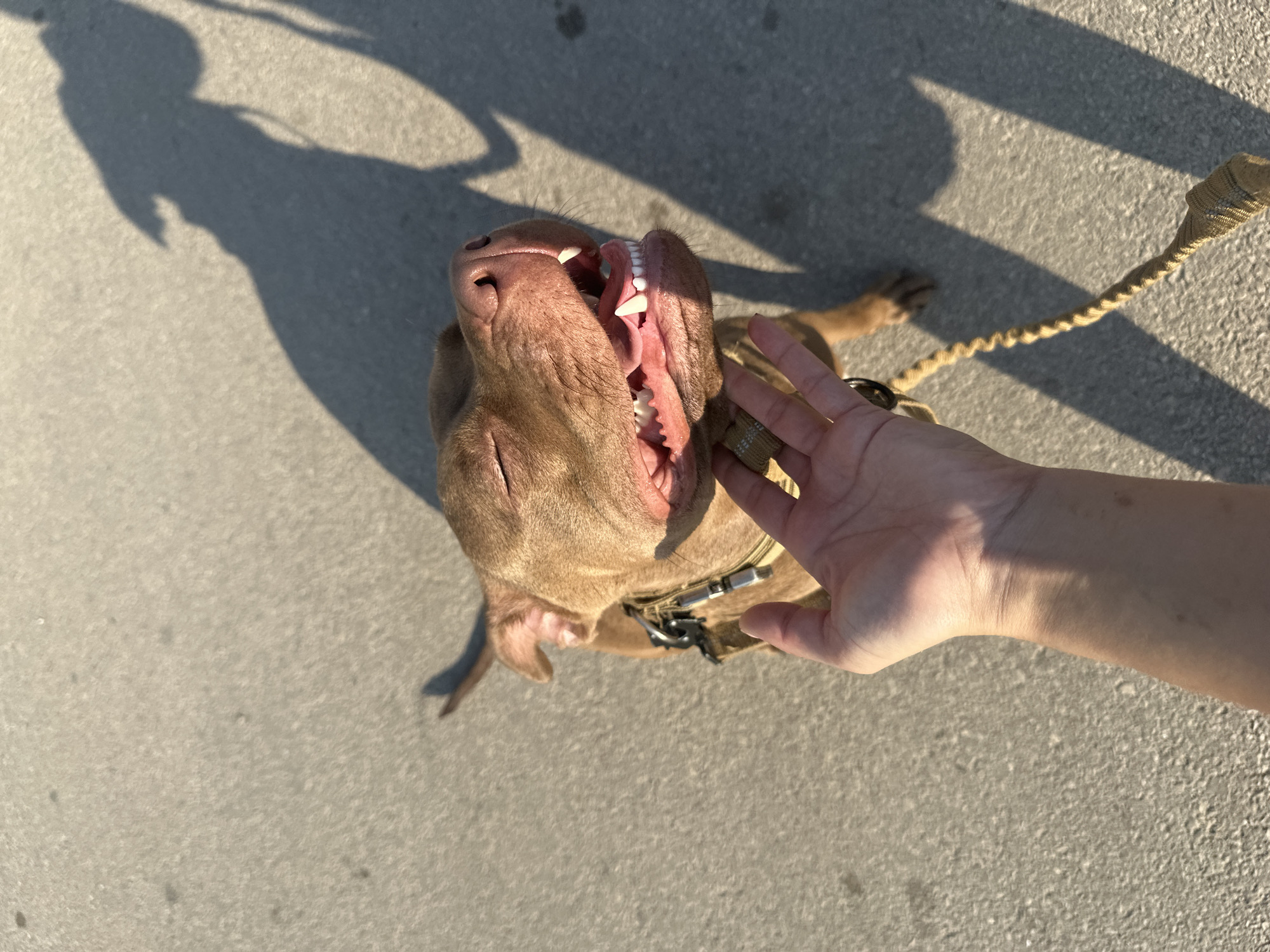 An overhead shot shows a brown pit bull dog outdoors on a gray, paved surface, possibly a sidewalk or street. The dog is looking up and to the right with its mouth open and eyes closed, appearing happy or panting. A human hand is reaching into the frame from the bottom left, gently touching the dog's chin. The dog is wearing a collar and a leash. The sun is casting a long shadow of the dog and a person onto the ground from the right side of the image. The image appears to be taken in Malevo, Bulgaria.