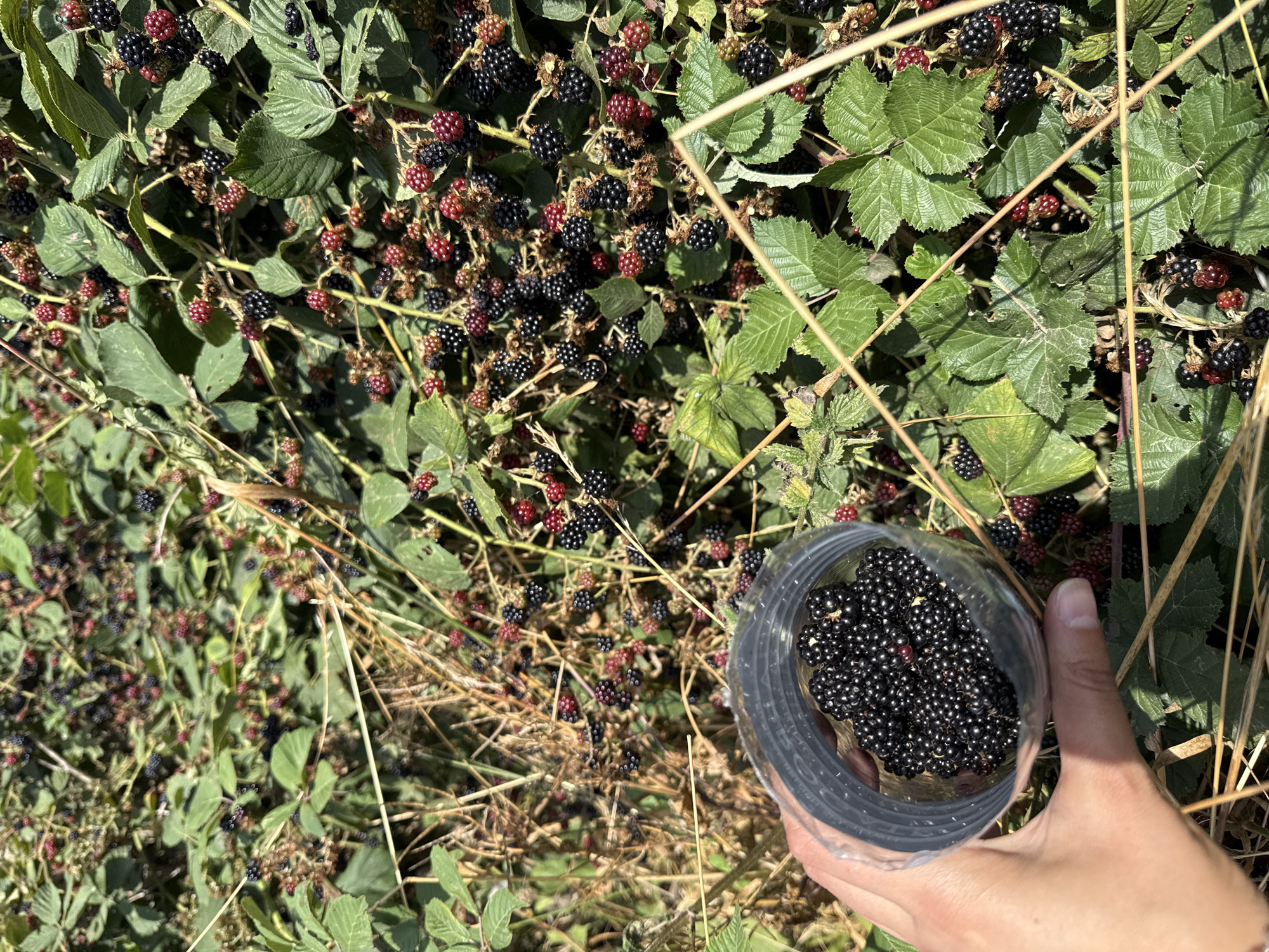 A close-up, high-angle shot shows a hand holding a clear plastic cup filled with ripe blackberries. The cup is positioned in the foreground on the left side of the image, with the hand visible below it. The cup is approximately one-third full of dark, glossy blackberries.
The background is dominated by a dense patch of blackberry bushes, teeming with ripe and unripe berries. The berries vary in color from deep black to dark red, with some still showing a lighter red hue. The bushes are lush with green leaves and thorny branches. Dry, straw-like grass is interspersed throughout the scene, particularly in the lower left portion of the image and between the bushes.
The lighting suggests it is a sunny day, with bright illumination casting shadows and highlighting the texture of the berries and leaves. The scene depicts the process of harvesting blackberries.
Given the context provided of Great Yarmouth, United Kingdom, this image likely depicts a scene of foraging for wild blackberries in a park, hedgerow, or rural area on the outskirts of the city.
