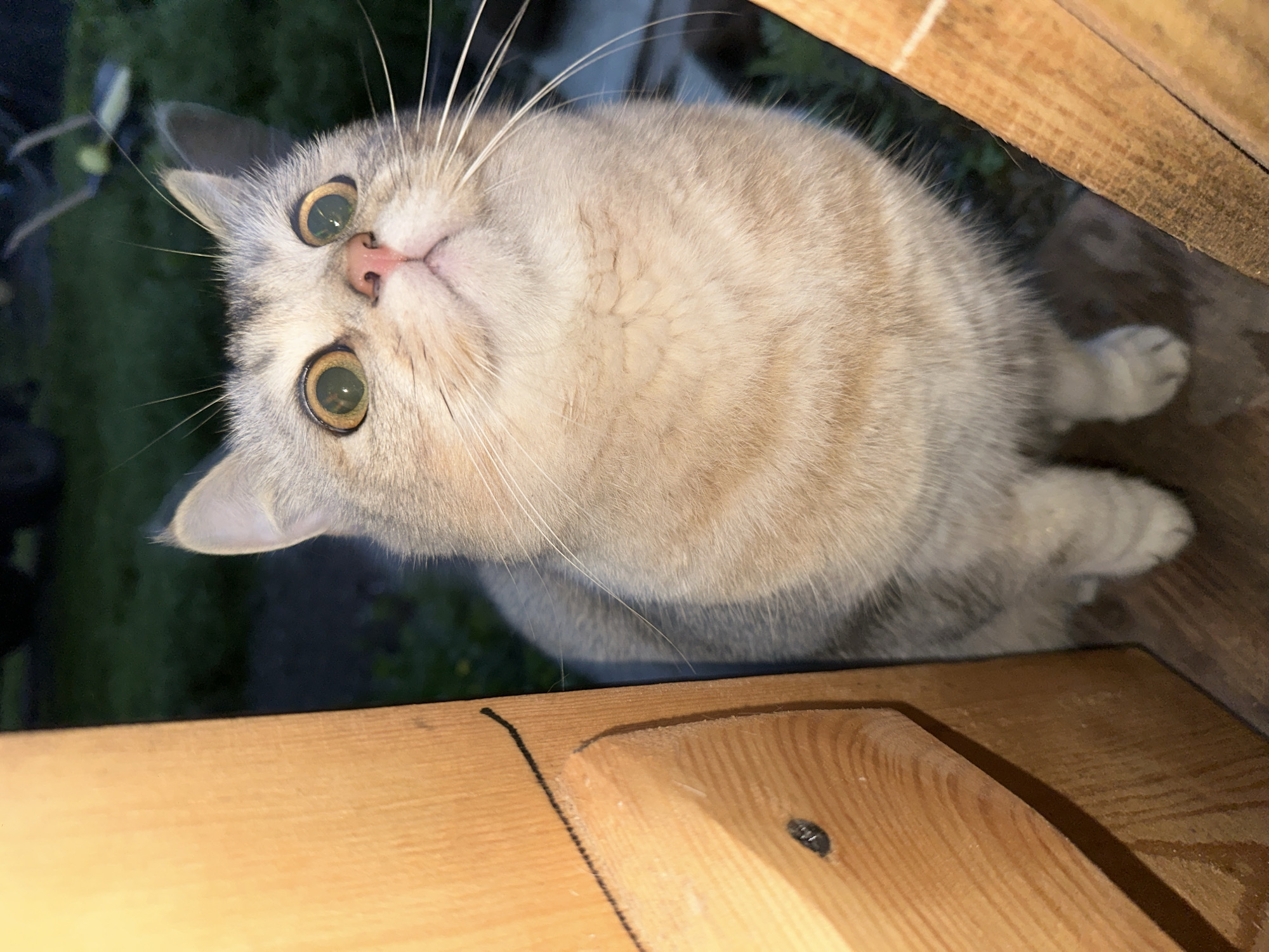 A grey and cream-colored cat with large, dilated green eyes looks up and to the right, with its face and front paws visible. The cat is positioned between two pieces of rough, light-colored wood, one on the left and one on the right, which are in the foreground. The background is dark and out of focus, with hints of green foliage and some indistinct shapes that might be outdoor furniture or structures. The lighting is dim, suggesting it is nighttime or an indoor setting with low light. No people are visible in the image.