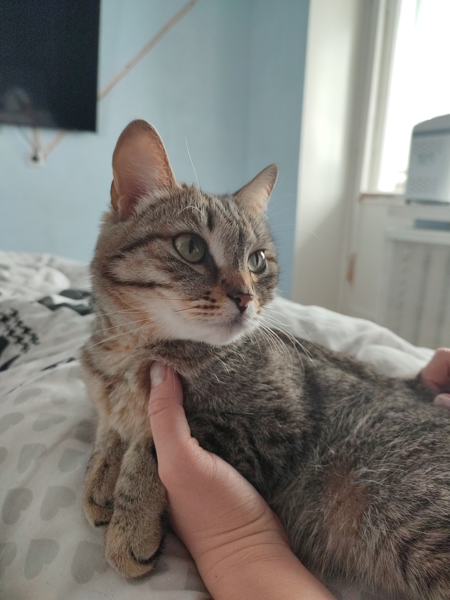 A domestic cat with tabby markings and green eyes is the central subject of the image. The cat's fur is a mix of brown, grey, and cream stripes, with a lighter, almost white, muzzle and chest. Its ears are upright, and its gaze is directed off to the right side of the frame, suggesting it is looking at something outside the immediate view.
A human hand, with light skin, is gently holding or petting the cat's chest and front paw area. The cat is lying on a white bedspread with a patterned design, possibly grey hearts or abstract shapes, visible on the left side of the frame. The cat's front paws are tucked in, and its body is relaxed.
The background shows an indoor setting. A light blue wall occupies the upper left, where a dark rectangular object, possibly a wall-mounted television or screen, is partially visible. White wires or cords extend from this object. To the right, a bright window allows natural light into the room, illuminating parts of the cat's fur and the white bedding. A white radiator or air vent is faintly visible below the window on the right. The overall lighting suggests it is daytime. There is no visible text in the image. The scene conveys a calm and affectionate interaction between the pet and its owner.