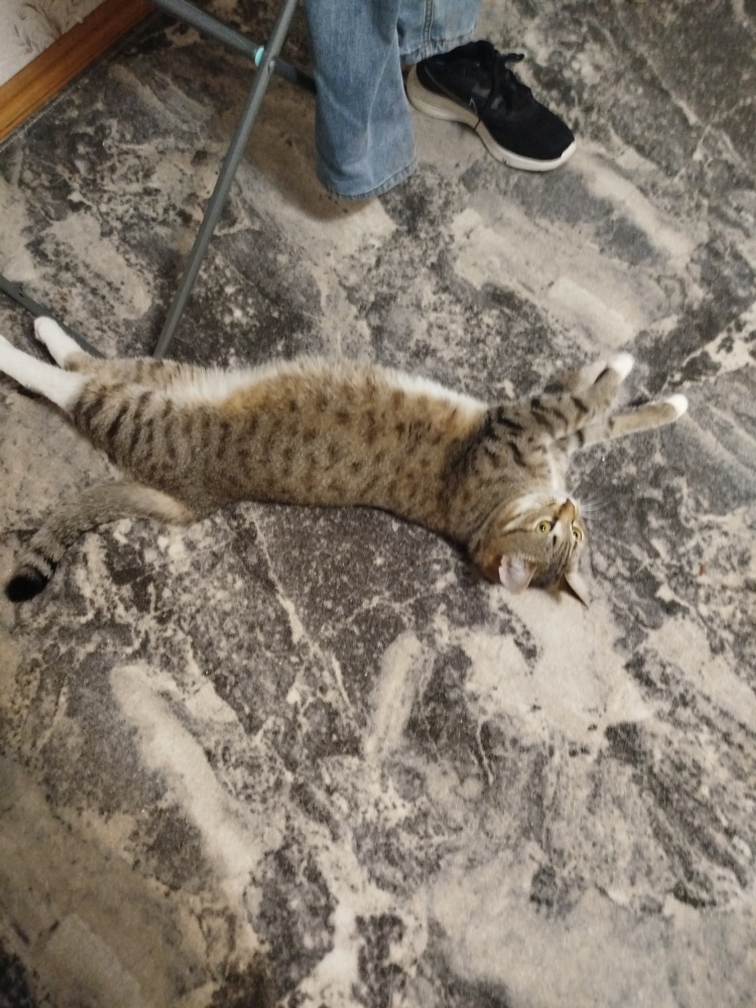 A domestic cat is sprawled on a gray and white patterned floor. The cat is tabby with white markings on its paws. The cat is lying on its back with its paws extended upward. A pair of blue jeans, a black shoe, and the leg of a metal chair are visible in the background.