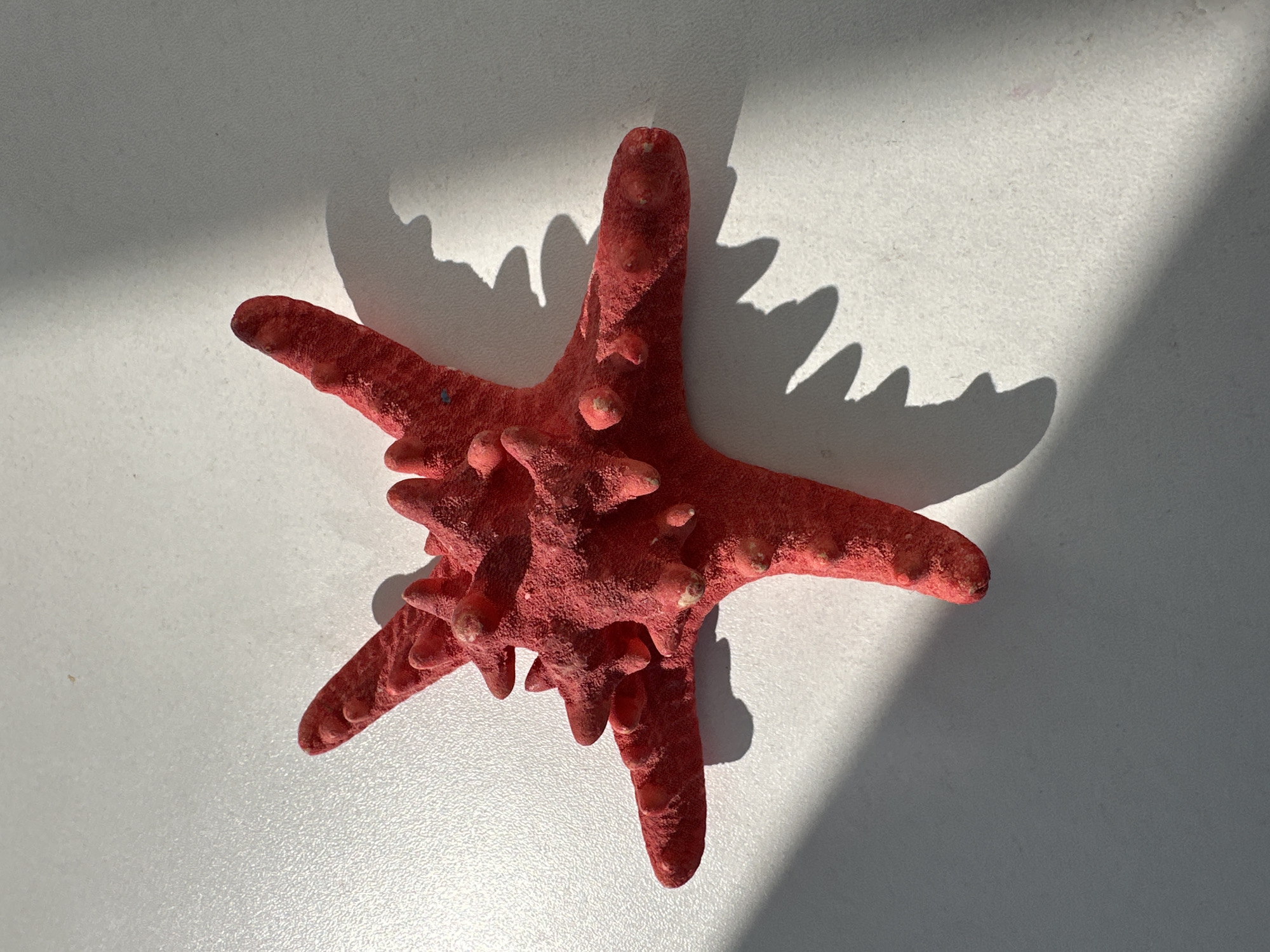 A red starfish-like object is centered on a white surface. A light source casts a shadow of the object to the right, suggesting illumination from the left. The object's texture appears rough. No evidence suggests its location or origin. No city of Unknown, Russia is visible in the image.