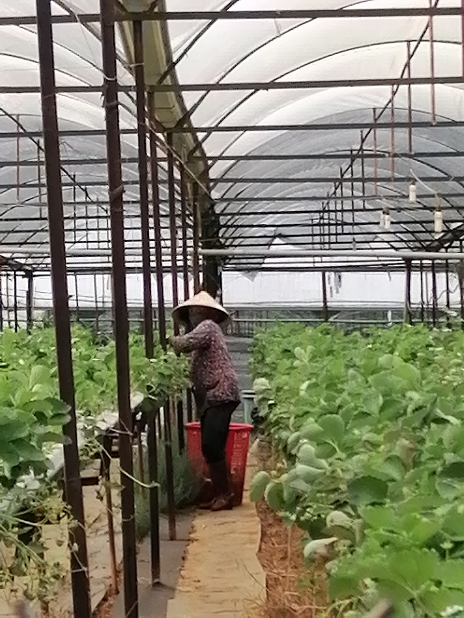 A person wearing a conical Asian hat stands in a greenhouse, harvesting crops. The greenhouse has a metal frame with a translucent roof. Rows of plants, possibly strawberries, grow in elevated beds. The person is placing crops into a red basket. The location is likely in or near Da Lat, Vietnam, an area known for its agricultural production in greenhouses.