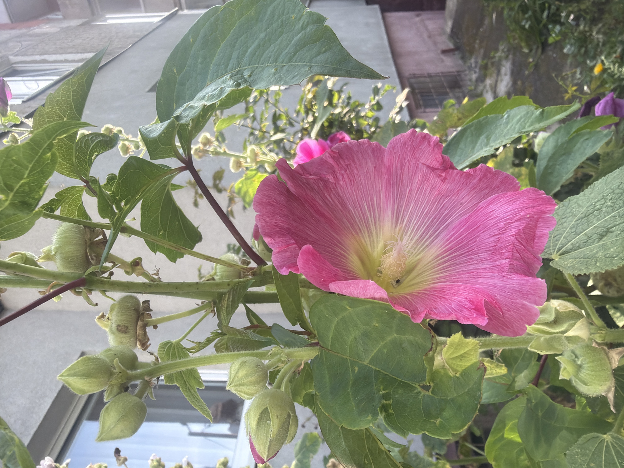 A close-up shot of a vibrant pink hollyhock flower is the primary focus, with its delicate petals unfurling towards the viewer. The flower is lush green leaves and several green seed pods. In the background, a grey building with windows and a pink lower level is visible, suggesting an urban environment. The scene appears to be outdoors, possibly a garden or yard within the city of Kaliningrad, Russia. The lighting suggests it is daytime, with the sun casting shadows and highlighting the textures of the leaves and petals. There are no people or animals present in the image.