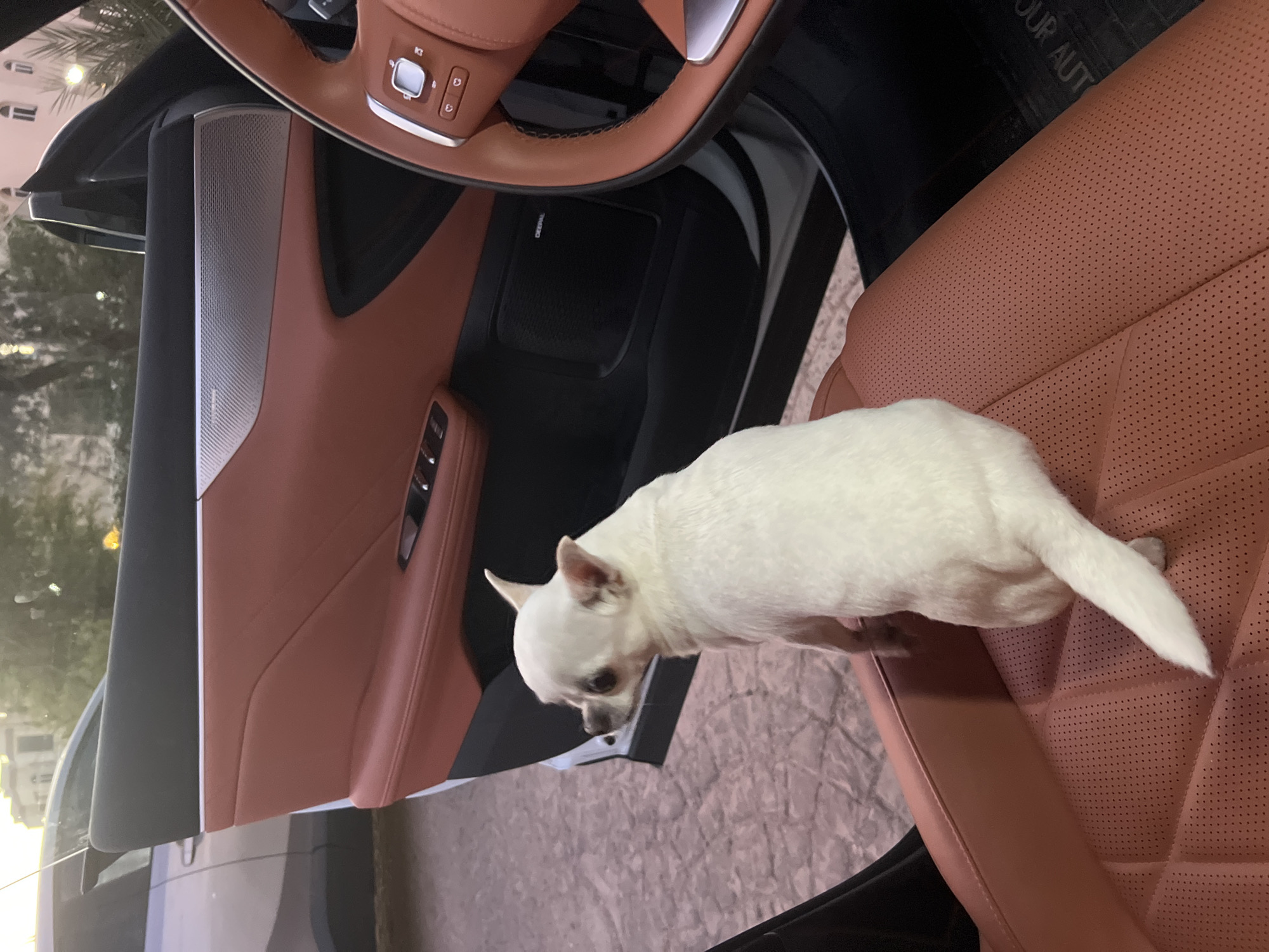 In Sharm El Sheikh, Egypt, a small, white Chihuahua dog is seated on the driver's side leather seat of a car. The car's interior features tan leather upholstery and a black dashboard. The driver's side door is open, revealing a view of the exterior. The dog is facing away from the camera, looking out of the open door. The ground outside the car appears to be paved with interlocking stones. In the background, a gray car is partially visible, along with trees and buildings, suggesting an outdoor setting within a city or residential area. The lighting indicates it may be late afternoon or early evening.