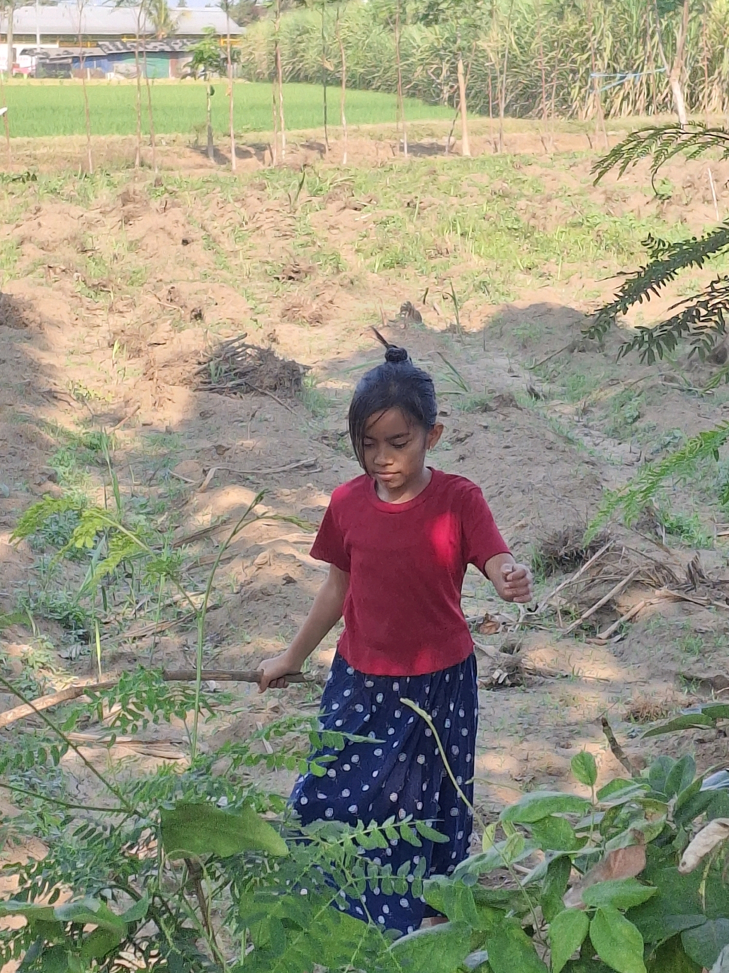 A young girl with dark hair pulled into a bun walks through a dry, dusty field. She is wearing a red t-shirt and a blue skirt with white polka dots. In her right hand, she holds a thin stick. The background shows sparse green vegetation and a line of trees. A building structure is visible in the distance. The overall scene suggests a rural environment in Rogotrunan, Indonesia, potentially a garden or farmland during a dry season.
