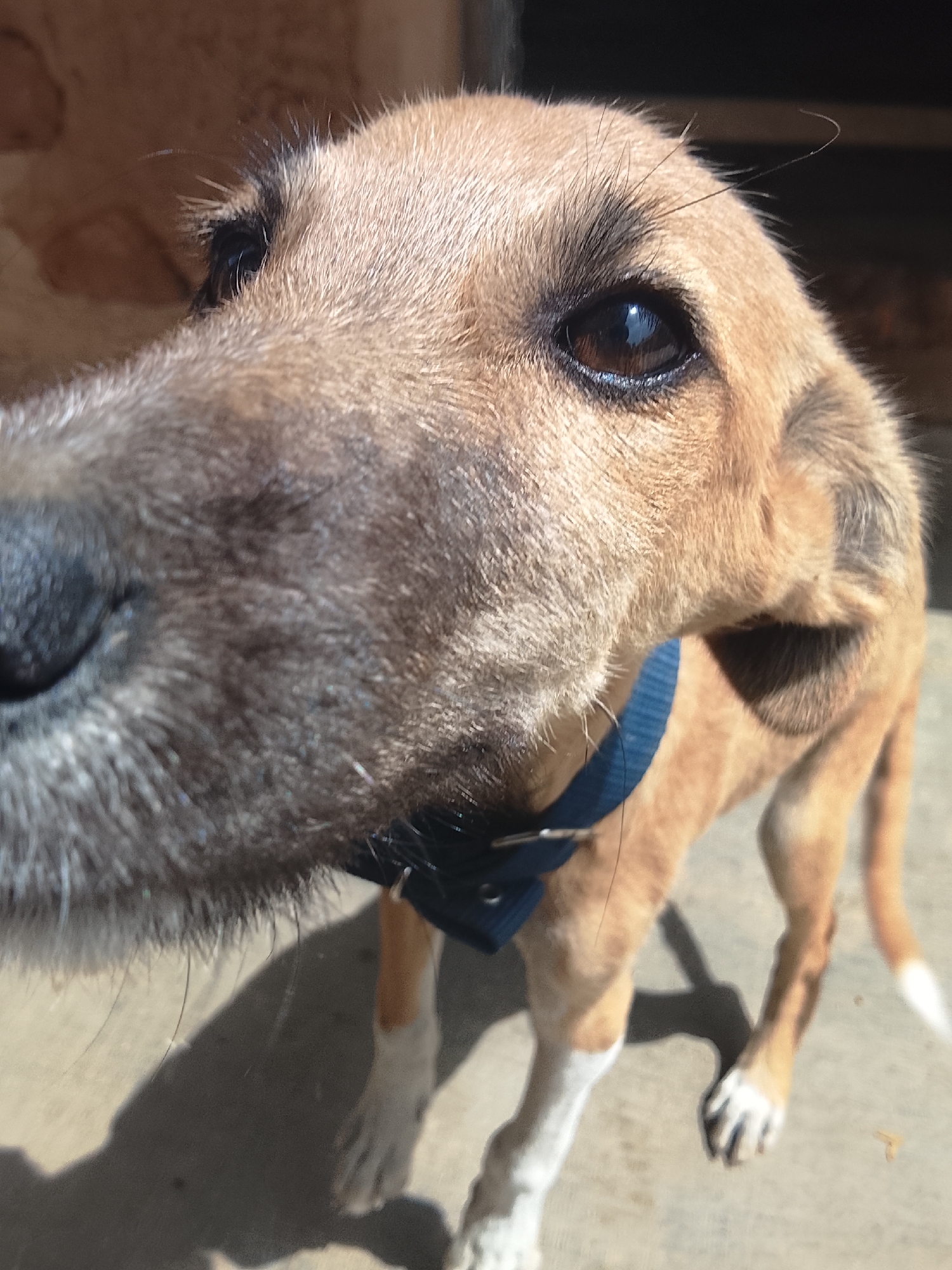 A close-up, slightly low-angle shot focuses on the head of a tan-colored dog with a long snout and dark eyes. The dog wears a blue collar. The background is blurry and indistinct, with a hint of a structure that may be a building. The location, Kuru Dungus, Nigeria, is provided. No people are visible. The dog is the main subject. No actions or interactions are directly observed. The environment appears to be outdoors.