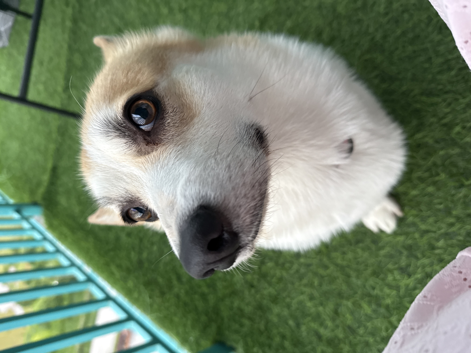 A close-up, eye-level, outdoor shot shows a Corgi dog on artificial green turf. The dog is facing the camera with its head tilted slightly upwards. Its fur is a mix of white and tan, with tan markings around its eyes and ears. The dog has large, expressive brown eyes and a dark, wet nose. The background is out of focus, showing a turquoise railing and hints of greenery, suggesting an urban outdoor setting like a balcony or patio. A portion of a pink, lacy fabric is visible in the bottom left corner, possibly belonging to the photographer. The lighting appears to be natural daylight. The scene is devoid of any discernible landmarks that would place it specifically in Perm, Russia.