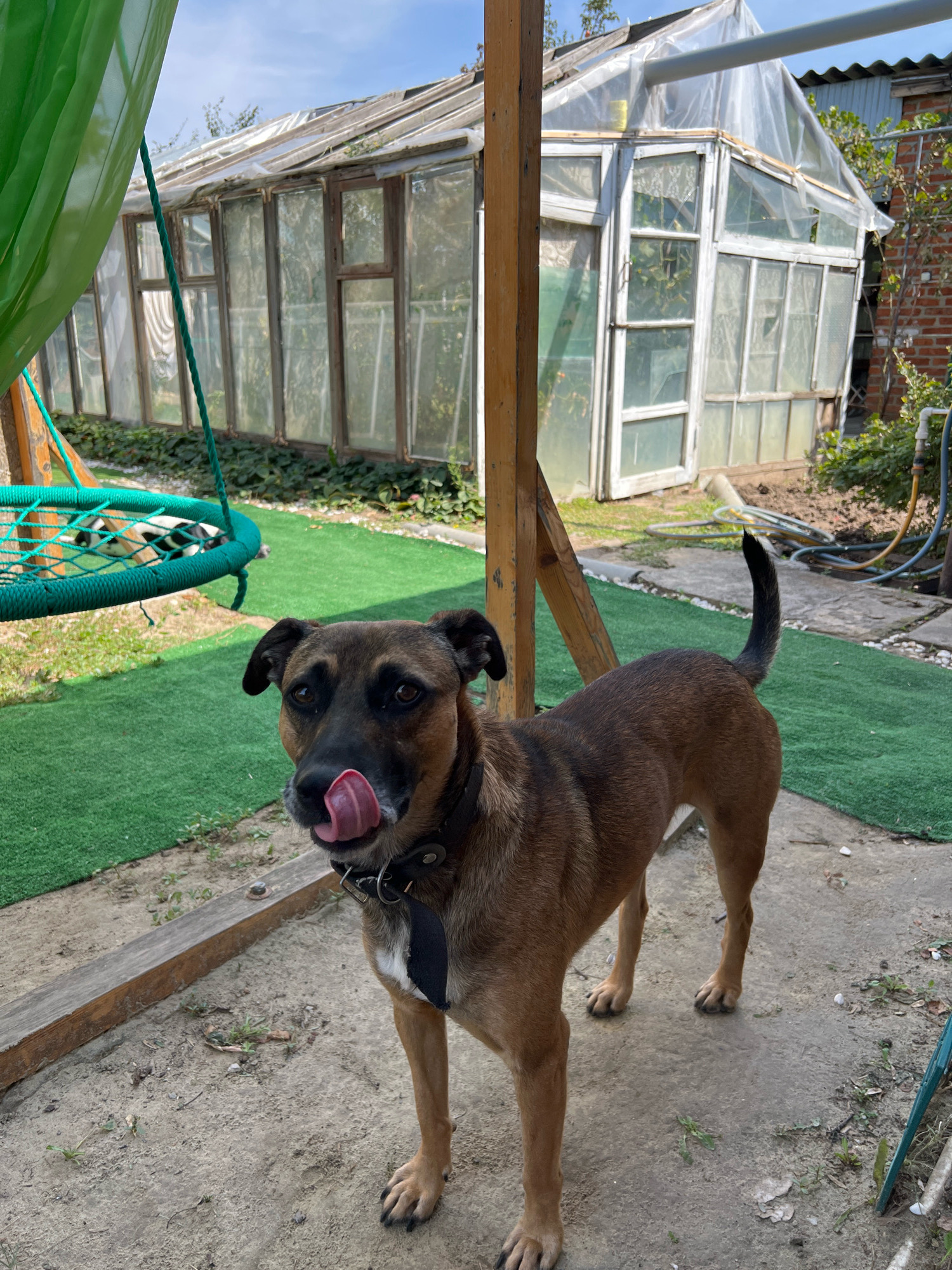 A medium-sized, brown dog with its tongue out is standing on a sandy and concrete surface in an outdoor setting. The dog is wearing a black collar with a metal tag. In the background, there is a greenhouse made of wood and glass with a plastic covering, and a green hammock-like swing hanging from a wooden post. The ground is covered in artificial green turf in some areas, with natural grass and soil elsewhere. The scene appears to be a backyard in the city of Morozovsk, Russia. The sky is visible with some clouds.