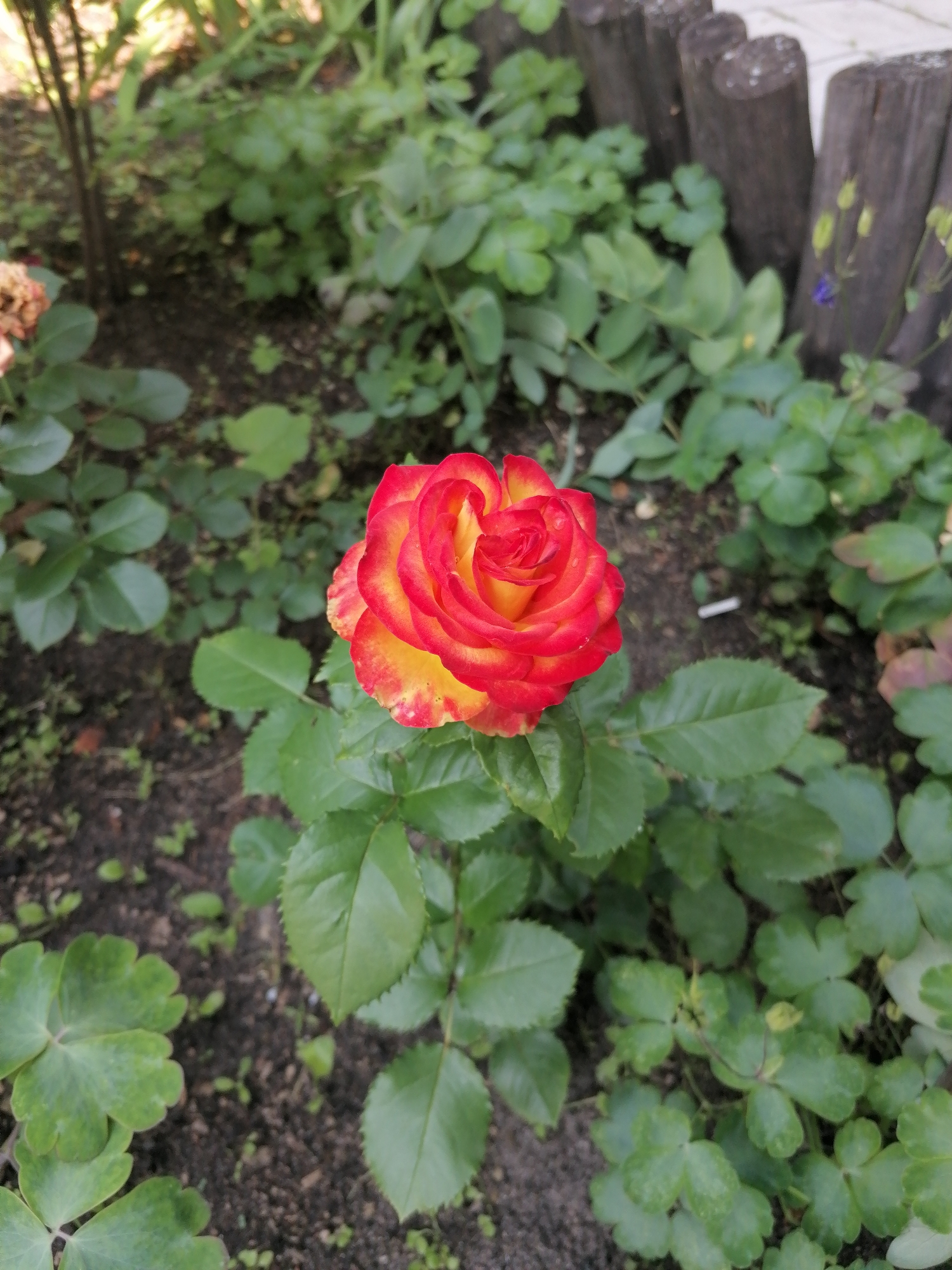 A close-up, high-angle shot shows a single, blooming rose with red and yellow petals in a garden. The rose is the central subject, positioned slightly to the right of the frame. Its petals are layered and unfurling, with the red color appearing on the outer edges and transitioning to yellow towards the center. The rose is surrounded by green leaves and stems, some of which are slightly blurred due to the shallow depth of field. The background consists of dark soil, with patches of green foliage and a blurred wooden fence made of vertical logs. A hint of a white line, possibly a path or structure, is visible behind the fence. There are no people or animals present in the image. The lighting suggests it is daytime, with soft sunlight illuminating the scene. The location is specified as the city of Мыльниково, Russia.