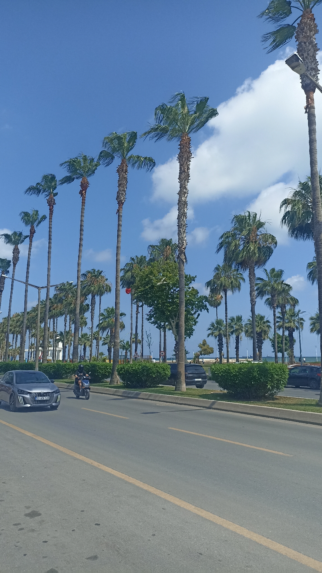 A wide, straight, asphalt road with yellow lane markings runs through the foreground. On the left side of the road, a grey car with a license plate visible is traveling away from the viewer. A person on a scooter with a helmet is also moving in the same direction on the road. Beyond the road, a sidewalk area is lined with numerous palm trees of varying heights, some of which are tall and slender, others shorter and fuller. There are also some smaller, dense green bushes planted between the palm trees. In the background, beyond the palm trees, there are hints of buildings and a body of water, possibly the sea, with boats visible. The sky is blue with scattered white clouds. The scene appears to be a coastal city street in Yenişehir, Turkey, given the presence of palm trees and proximity to the sea.