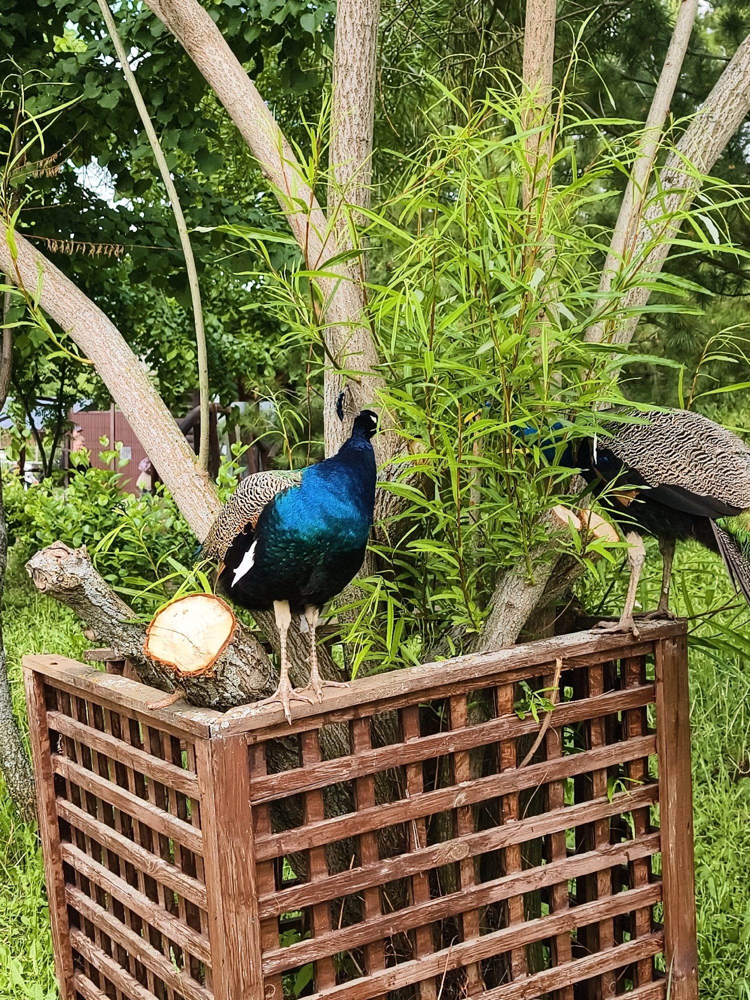 Two peacocks are perched on a weathered, dark brown wooden lattice structure amidst lush green foliage and trees. The scene appears to be an outdoor, natural setting in Izhevsk, Russia, under bright daylight.
In the foreground, a vibrant male peacock stands prominently on the wooden structure. Its iridescent blue and green plumage on its body and neck is clearly visible, contrasting with the more subdued brown and black patterned feathers on its back and wings. To its left, a freshly cut log with a light wood grain is also resting on the wooden lattice.
Further to the right and partially obscured by dense green leaves, a second peacock, likely a peahen or juvenile male, stands on the same structure. Its plumage is predominantly brown and black with intricate patterns, lacking the brilliant colors of the male.
The background is filled with various trees and abundant green vegetation, suggesting a wooded or park-like environment. The wooden lattice structure, possibly part of a decorative fence or planter box, forms the base for the peacocks. No text is visible in the image.