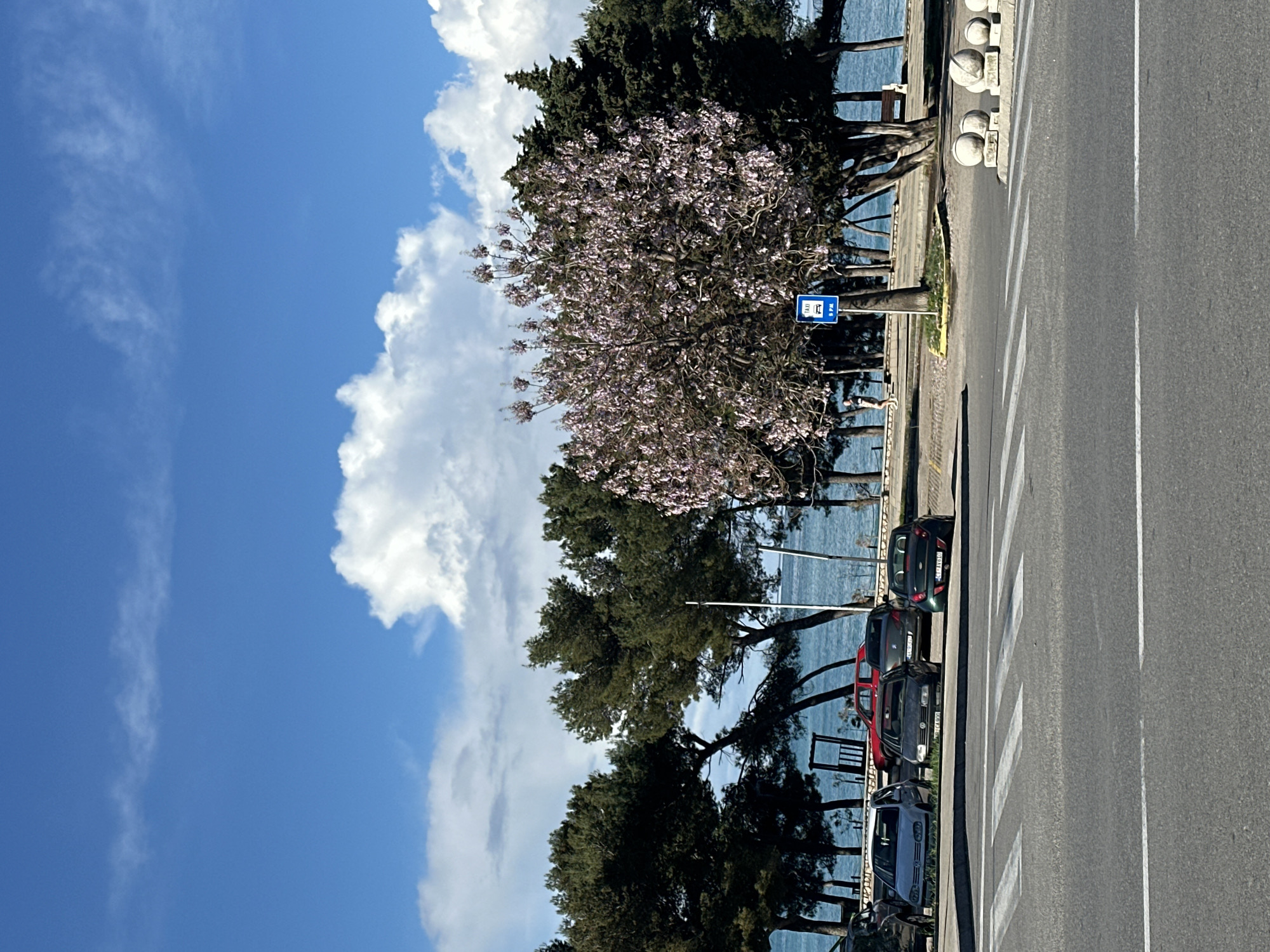 The image displays a daytime coastal scene in Šušanj, Montenegro, under a bright blue sky with scattered white cumulus clouds. In the foreground, an asphalt road features a white-striped pedestrian crosswalk and a solid white line. To the right of the road, four spherical white concrete bollards are arranged.
In the midground, a paved area with a grassy median borders the road. Parked vehicles include a silver Volkswagen Golf, a black Volkswagen Golf, a red sedan, a dark grey sedan, and the rear of a green convertible. A large deciduous tree with abundant light pink blossoms dominates the center-right midground. Adjacent to this tree, a blue "TAXI" sign mounted on a pole displays the text "5 PM."
Behind the parked vehicles and the blossoming tree, a dense line of dark green conifer trees (primarily pines) separates the street level from the coastline. Through the foliage, the light blue waters of the Adriatic Sea are visible. A paved promenade runs along the water's edge, partially obscured by the trees. A single individual, dressed in a light shirt and dark shorts, is observed walking left-to-right on this promenade. A wooden structure, possibly a swing set, and a wooden bench are also visible on the promenade among the trees. Faint outlines of distant landmasses are discernible on the horizon across the sea.