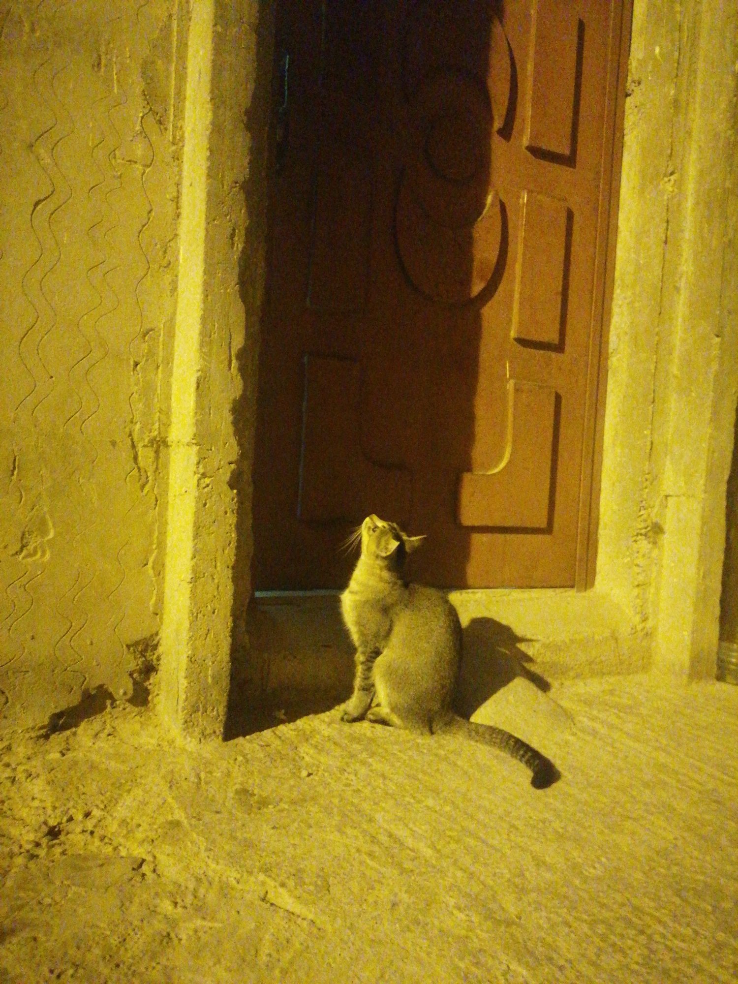 A tabby cat sits on a textured, sandy ground in front of a dark brown door. The cat is facing to the left and looking upwards, with its tail curled. The door has rectangular indentations and a shadow cast on it from the side. The wall to the left of the door has a wavy, textured pattern and is illuminated by a yellow light source, creating a strong shadow from a vertical protrusion. The overall scene is dimly lit, with the yellow light creating a strong contrast and casting deep shadows.