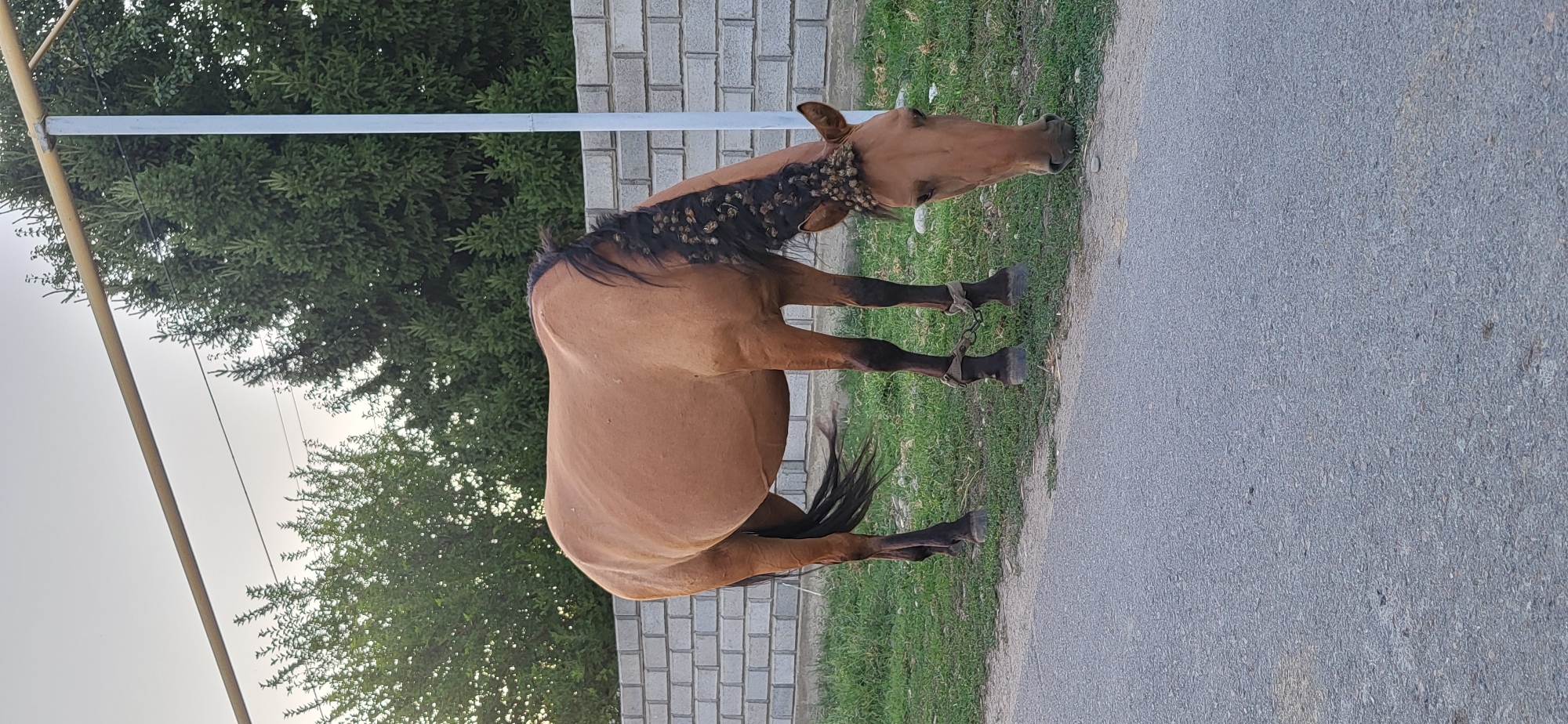 A brown horse with a dark mane, braided with small objects, is grazing on grass next to a paved road. The horse has a chain around its hind legs. In the background, there is a white brick wall, green trees, and a grey sky. The scene appears to be located in or near the city of Тастөбе, Kazakhstan, given the context provided.