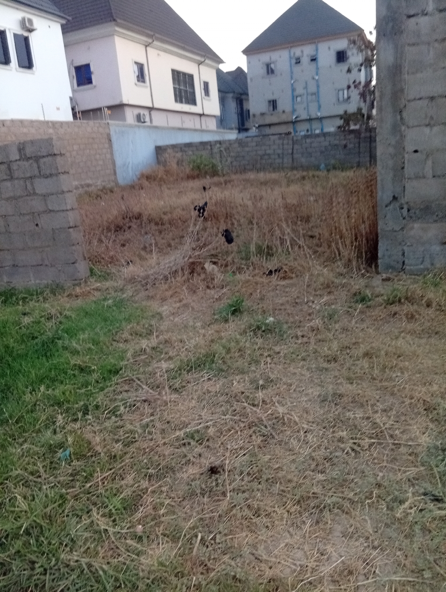 The image depicts an undeveloped lot in Aviation Quarters, Nigeria. The ground is covered in a mix of green and brown, dry grass. In the background, there are several multi-story residential buildings with light-colored exteriors. A low block wall partially obscures the view of these buildings. There are at least two black birds or chickens visible in the center of the lot. A partially constructed or unfinished block wall is prominent on the left side of the image, and another stands on the right. The sky is overcast.