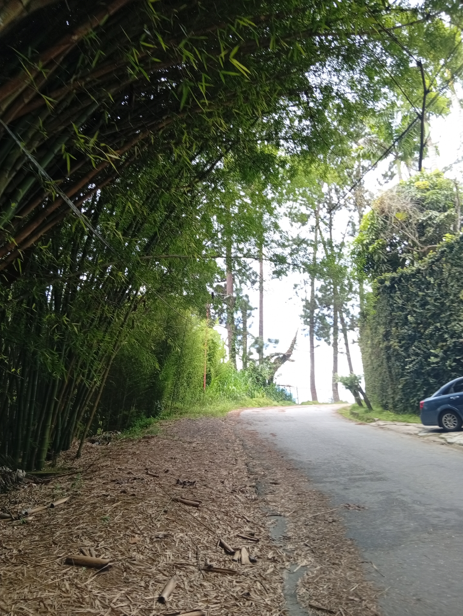 The image shows a curved paved road in the city of San Antonio de Los Altos, Venezuela. On the left side of the road, a dense grove of bamboo trees forms an archway over the path. The ground alongside the bamboo is covered in fallen bamboo leaves and pieces of bamboo stalks. On the right side of the road, there is a tall, manicured hedge and several tall, thin trees. A dark blue sedan is parked on the right shoulder of the road. The sky is overcast and the scene is illuminated by natural light. The road appears to be an exterior scene in a rural or semi-rural area within San Antonio de Los Altos, characterized by lush vegetation and a tranquil atmosphere.