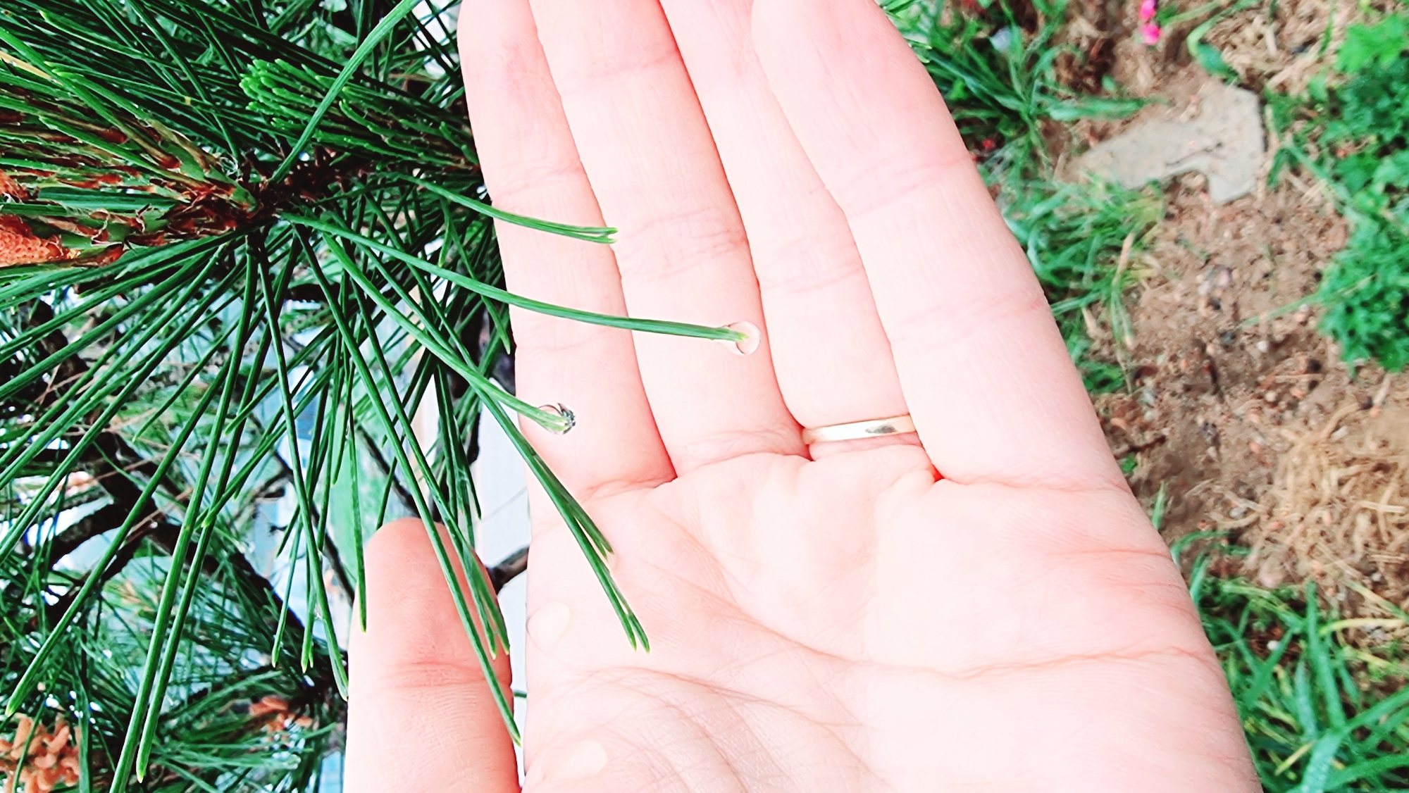 A close-up shot displays a hand interacting with pine needles. The open palm faces the viewer, with several vibrant green pine needles touching or resting upon it. Two of the needles have small droplets of water clinging to their tips. A simple gold ring is visible on the ring finger. The background shows more pine greenery on the left and a patch of earth with sparse grass and some debris on the right. Based on the geolocation tag (Dunnae-myeon, South Korea), this scene is likely to be in a natural or garden setting in that region.