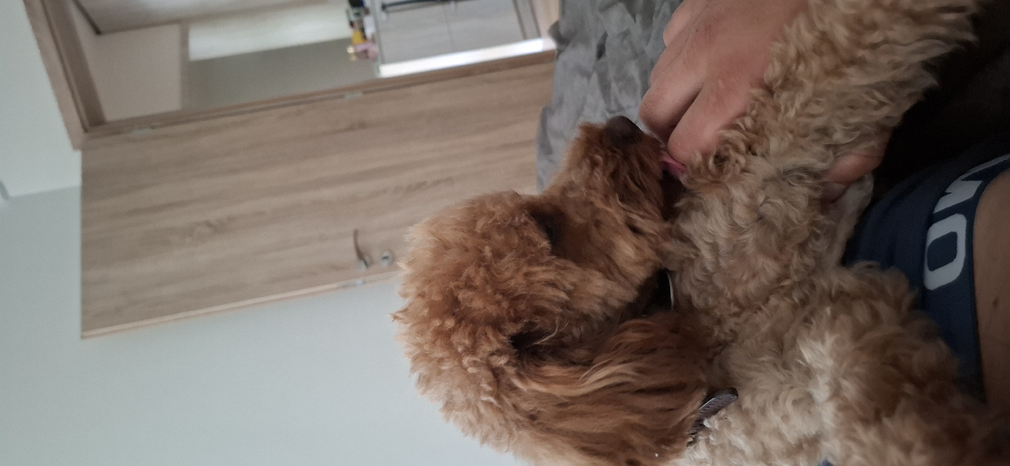 A medium shot captures a light brown poodle licking a person's hand. The dog's head is in profile, facing right, with its pink tongue touching the person's index finger. The poodle is positioned on what appears to be a bed with grey bedding. The person's arm and hand are visible, supporting the dog. In the background, a wooden door with a silver handle is slightly ajar, revealing a glimpse of a room with a closet on the right. The overall lighting suggests an indoor setting. The scene appears to be within a residential interior in Sofia, Bulgaria.