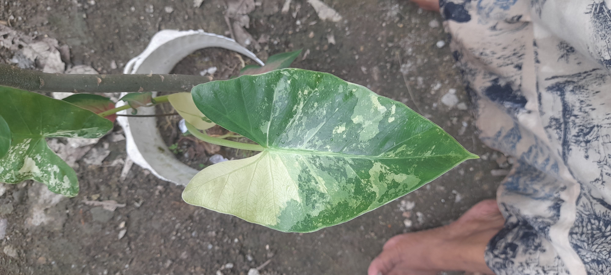 A plant with variegated leaves, predominantly green and white, is in a white, makeshift pot made from cut plastic. The plant appears to be growing outdoors, as indicated by the ground visible around the pot and the partial view of other plants in the background. A bare branch extends across the top of the pot. A person wearing a patterned garment is partially visible in the lower right corner of the frame. The setting is Buketteukuh, Indonesia.