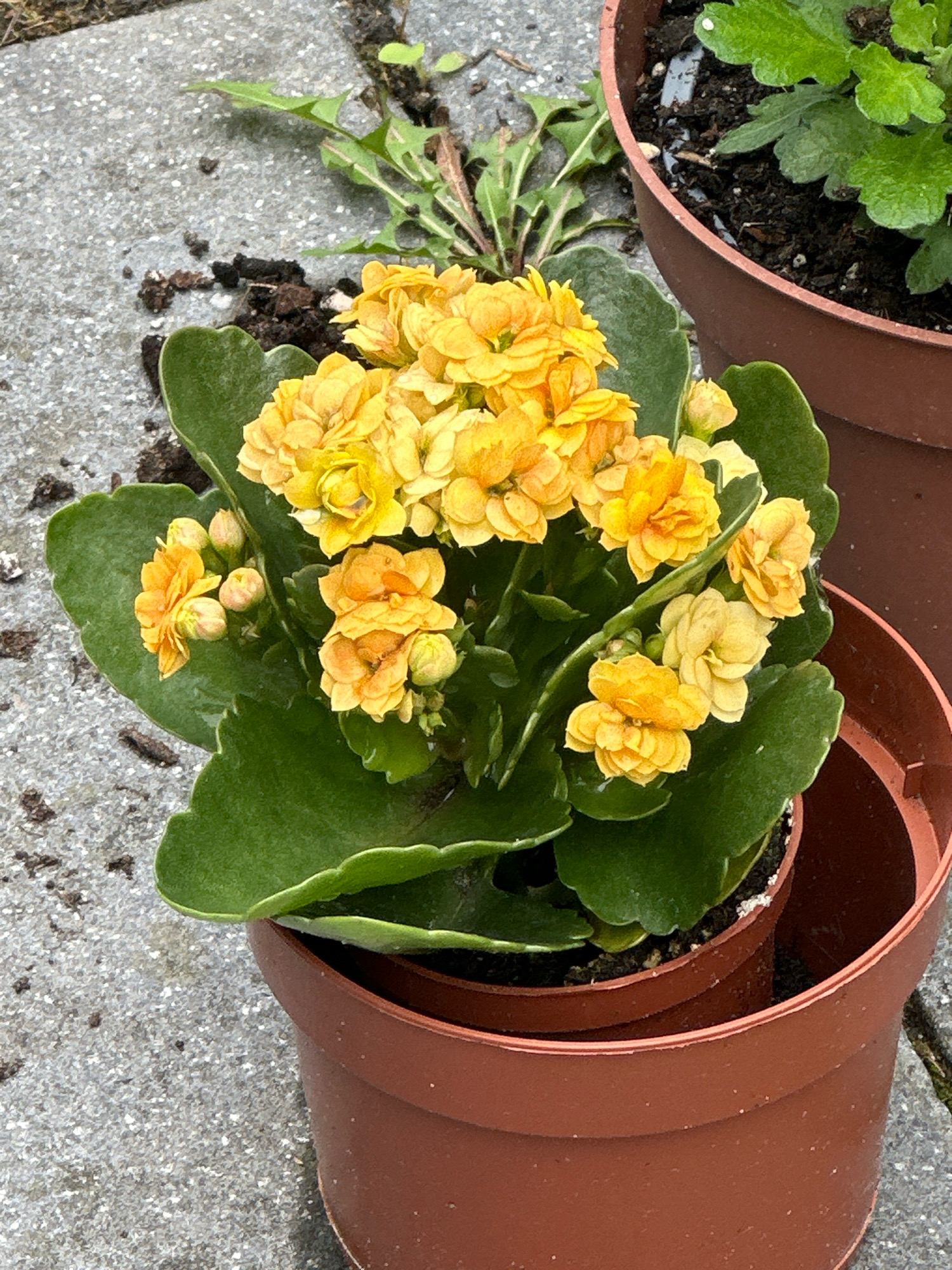 A potted plant with bright yellow flowers sits on a textured gray surface. The plant has thick, dark green leaves and clusters of double-petaled yellow flowers. The pot is a reddish-brown plastic. In the background, more potted plants and some weeds are visible. The scene appears to be outdoors, possibly in a garden or on a patio. The location is identified as Krefeld, Germany, though no specific landmarks or context are provided to pinpoint the exact area within the city. There are no people present in the image.