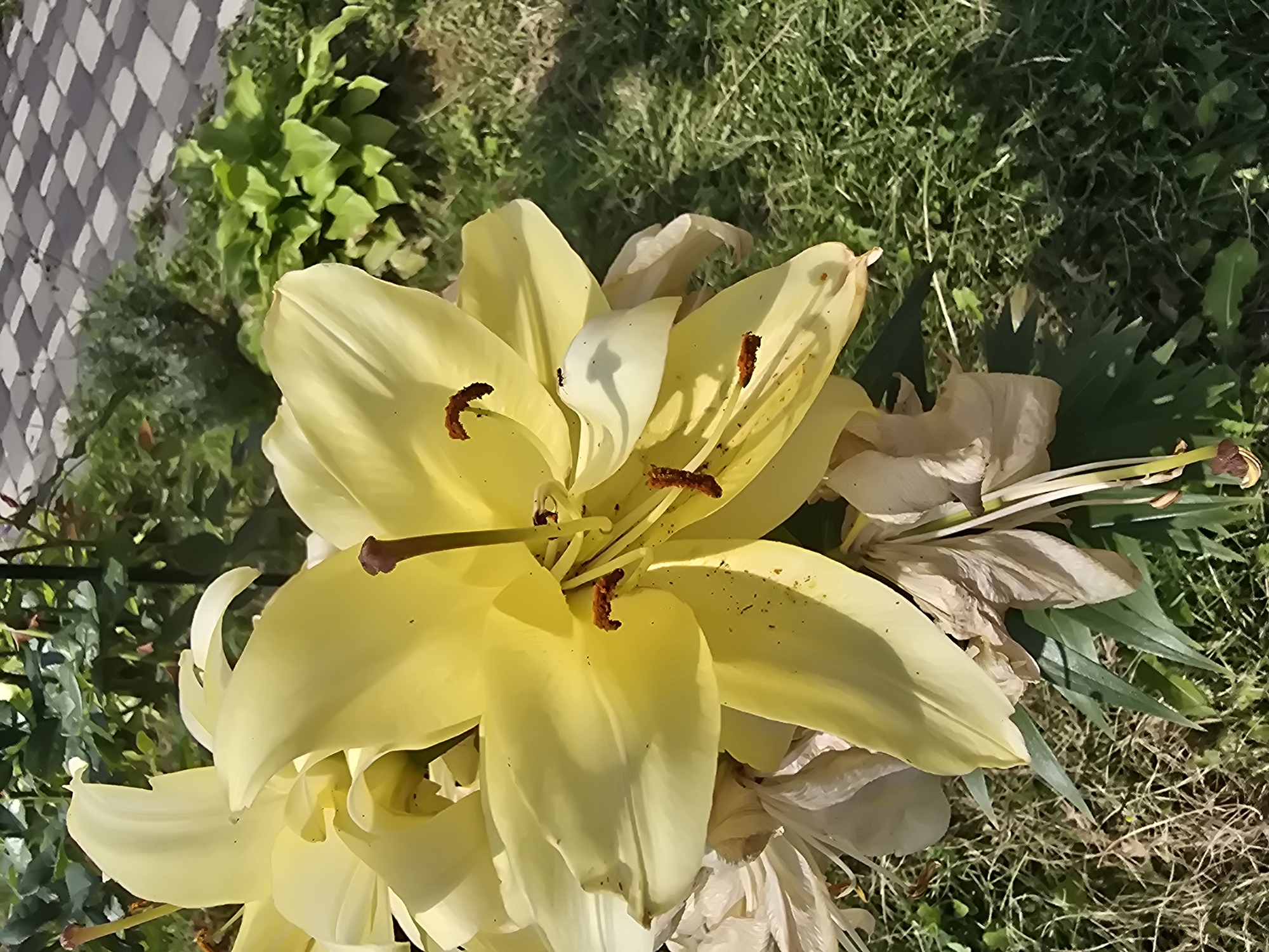 A close-up, vertical, eye-level shot captures a cluster of bright yellow lilies in bloom, positioned in a garden setting. The foreground is dominated by the large, open petals of the lilies, revealing their prominent stamens tipped with dark brown pollen. Some of the lily blooms appear to be wilting or have dried petals in lighter shades of cream and beige, contrasting with the vibrant yellow ones. Green foliage is visible behind the flowers, interspersed with dry grass and the dappled shadows of sunlight. In the upper right quadrant of the image, a paved pathway with a checkered pattern of light and dark gray square tiles is discernible, suggesting an urban or suburban environment within Sofiivska Borshchahivka, Ukraine. The overall scene conveys a sense of natural beauty and garden cultivation.