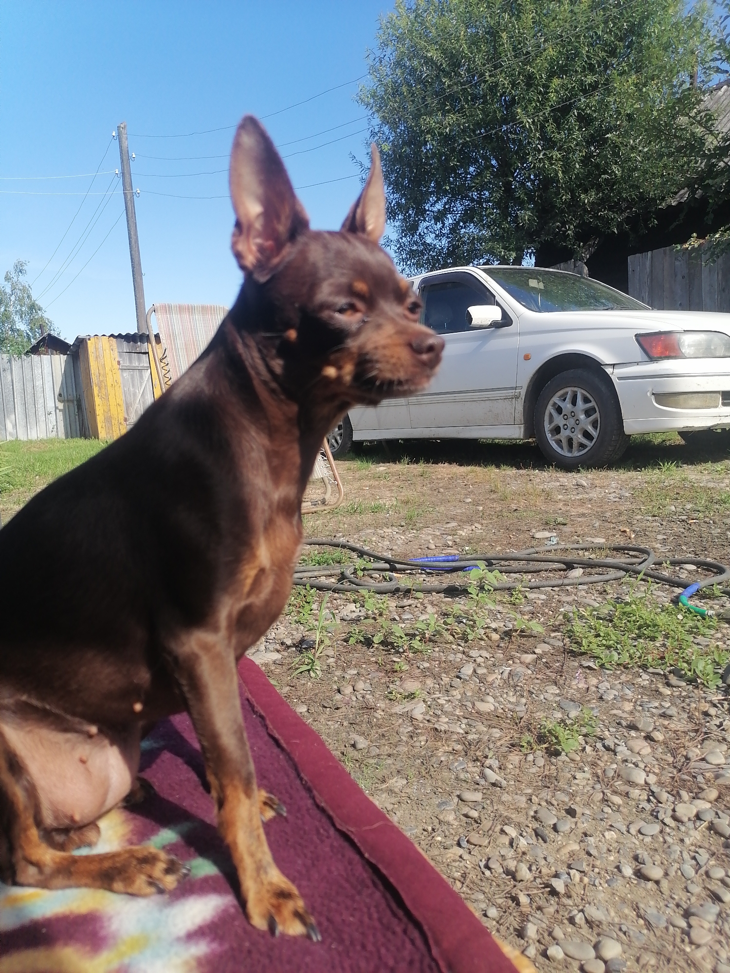 A medium shot captures a brown miniature pinscher dog sitting on a maroon blanket. The dog is in the foreground, facing left and looking upwards and to the right. Its ears are pointed upwards. Behind the dog, a white car is parked on a gravelly surface. A large green tree stands behind the car, with a wooden fence to the left and a section of a wooden building with a yellow door to the far left. The sky is clear and blue. The scene is likely outdoors in a rural or semi-rural area, consistent with a location in Novopokrovka, Russia. There are no people visible in the image.