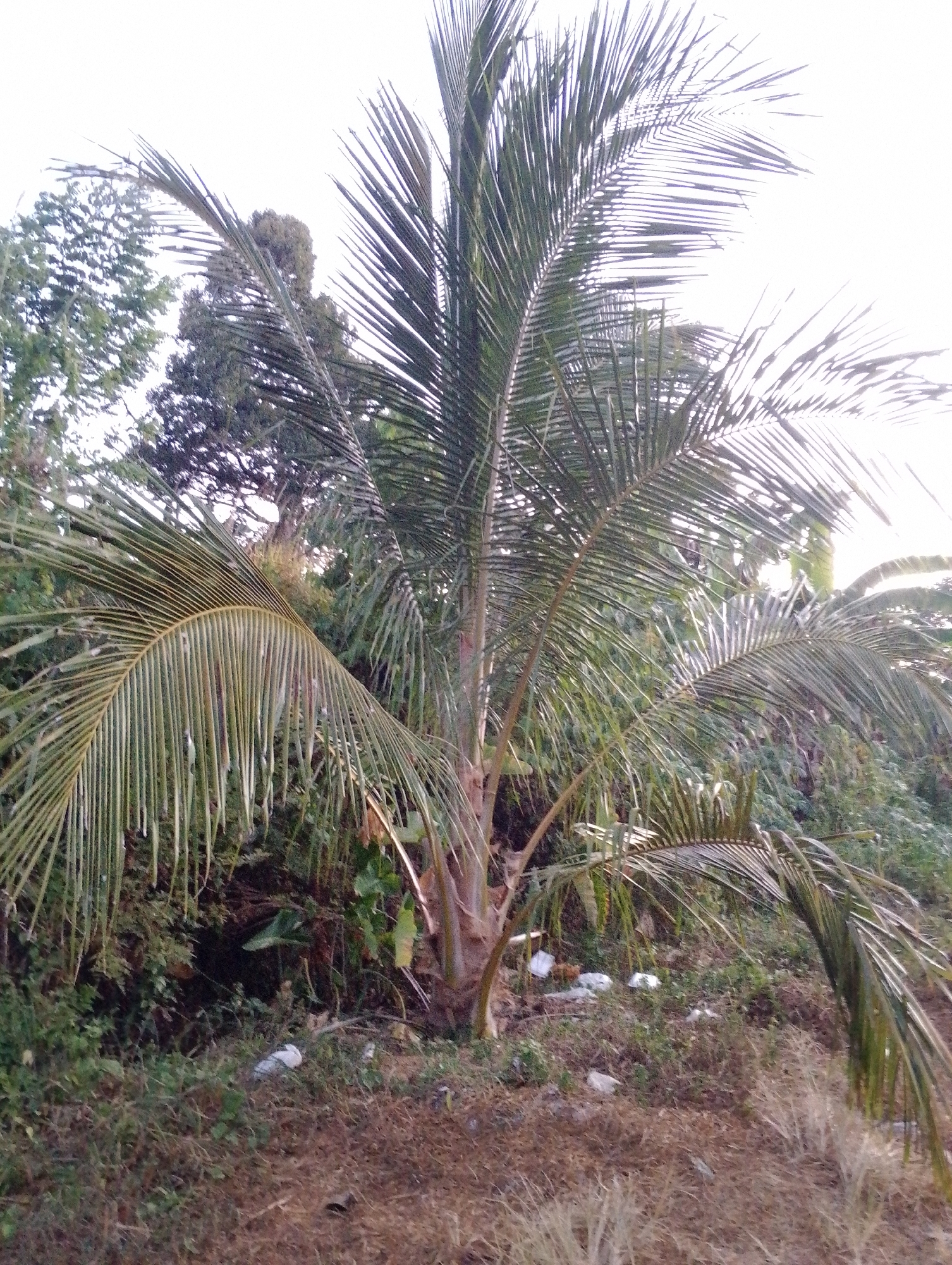 A medium shot captures a young coconut palm tree in a somewhat overgrown area. The palm's fronds, some reaching downwards, are the most prominent element. The trunk is visible, and behind it, dense vegetation and other trees create a backdrop. Scattered on the ground in front of the vegetation are several pieces of white plastic litter, suggesting a lack of regular maintenance. The lighting indicates it is daytime, possibly early morning or late afternoon due to the soft, diffused light. The scene appears to be in a rural or semi-rural part of Tomohon, Indonesia, given the tropical vegetation and the presence of litter commonly found in such environments. There are no people or animals visible in the image.