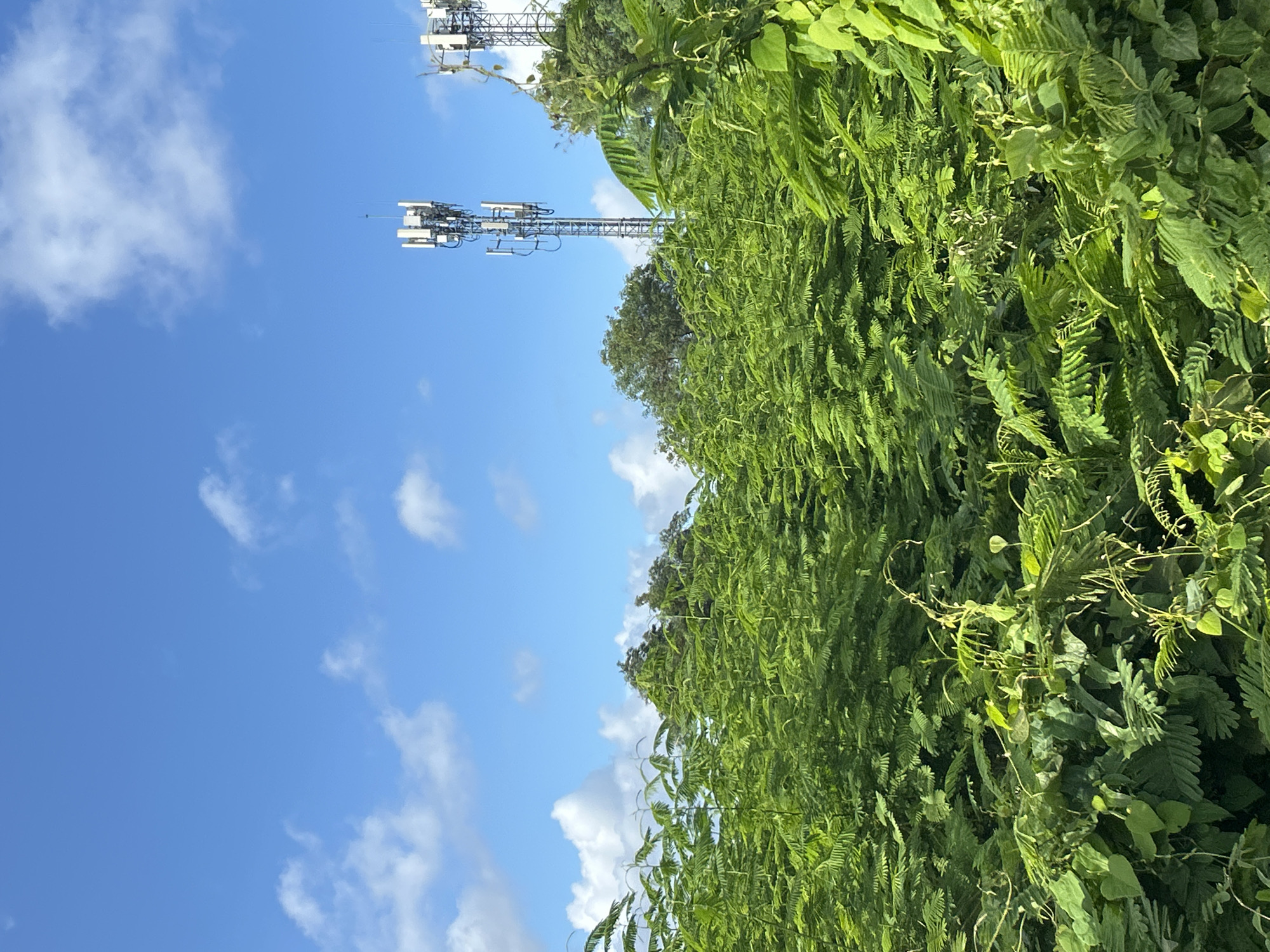 The image depicts a scene in Ratsada, Thailand, featuring a lush, dense canopy of vibrant green foliage in the foreground, with some vegetation reaching towards the sky. In the background, two tall, metal telecommunication towers are visible against a clear blue sky dotted with scattered white clouds. The towers are equipped with multiple antennas and other broadcasting equipment. The overall impression is one of natural growth juxtaposed with modern infrastructure.