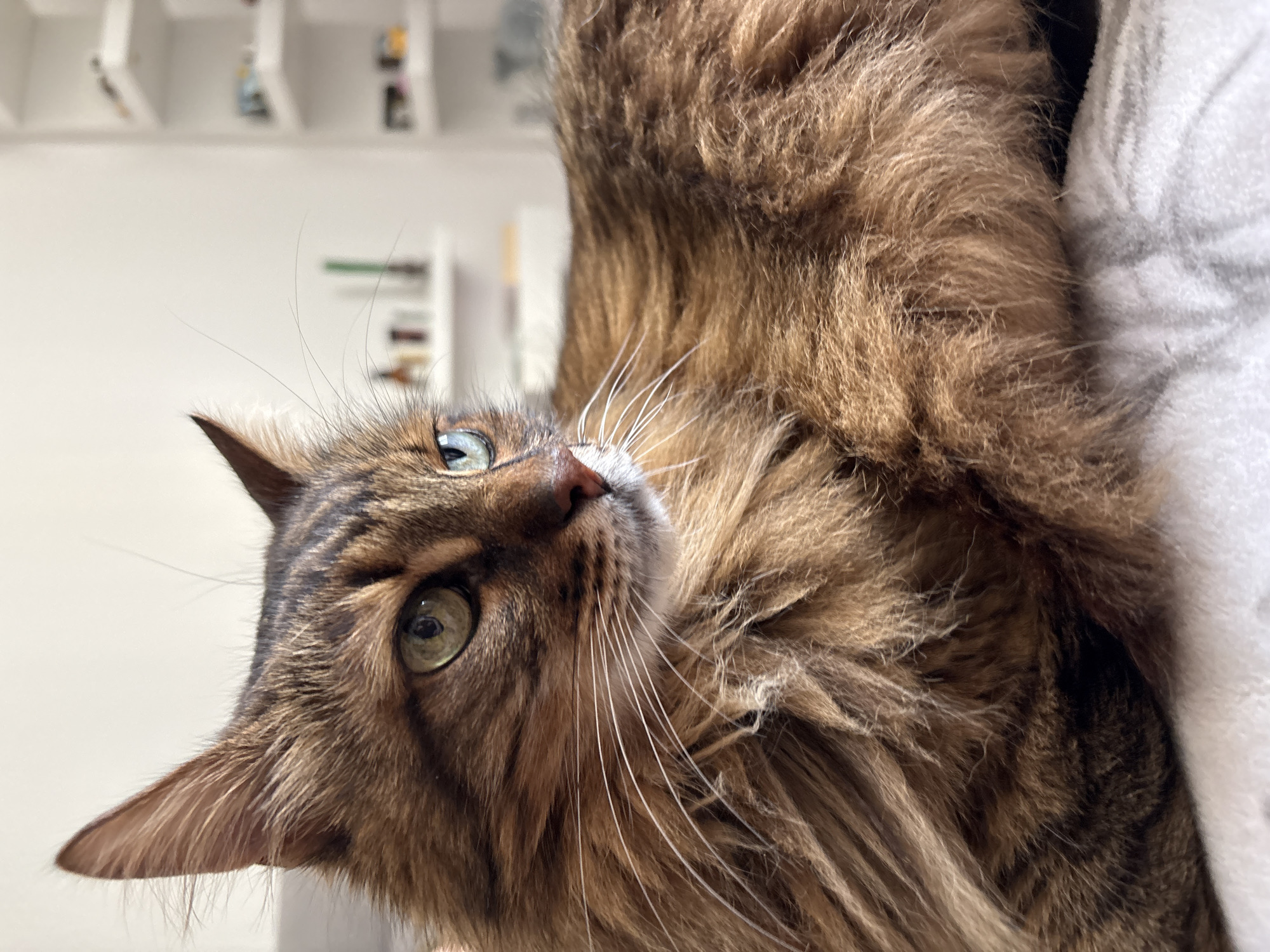 The image shows a close-up of a long-haired, brown tabby cat lying down. The cat's fur is detailed and appears fluffy. Its eyes are a striking green with some lighter flecks. The cat's nose is pink, and its whiskers are long and white. The background is blurred, but it appears to be an indoor setting with shelves in the distance, possibly in a home in Kyiv, Ukraine. The shelves hold various small items, but they are not clearly identifiable due to the blur. The lighting suggests it is daytime, possibly near a window.
