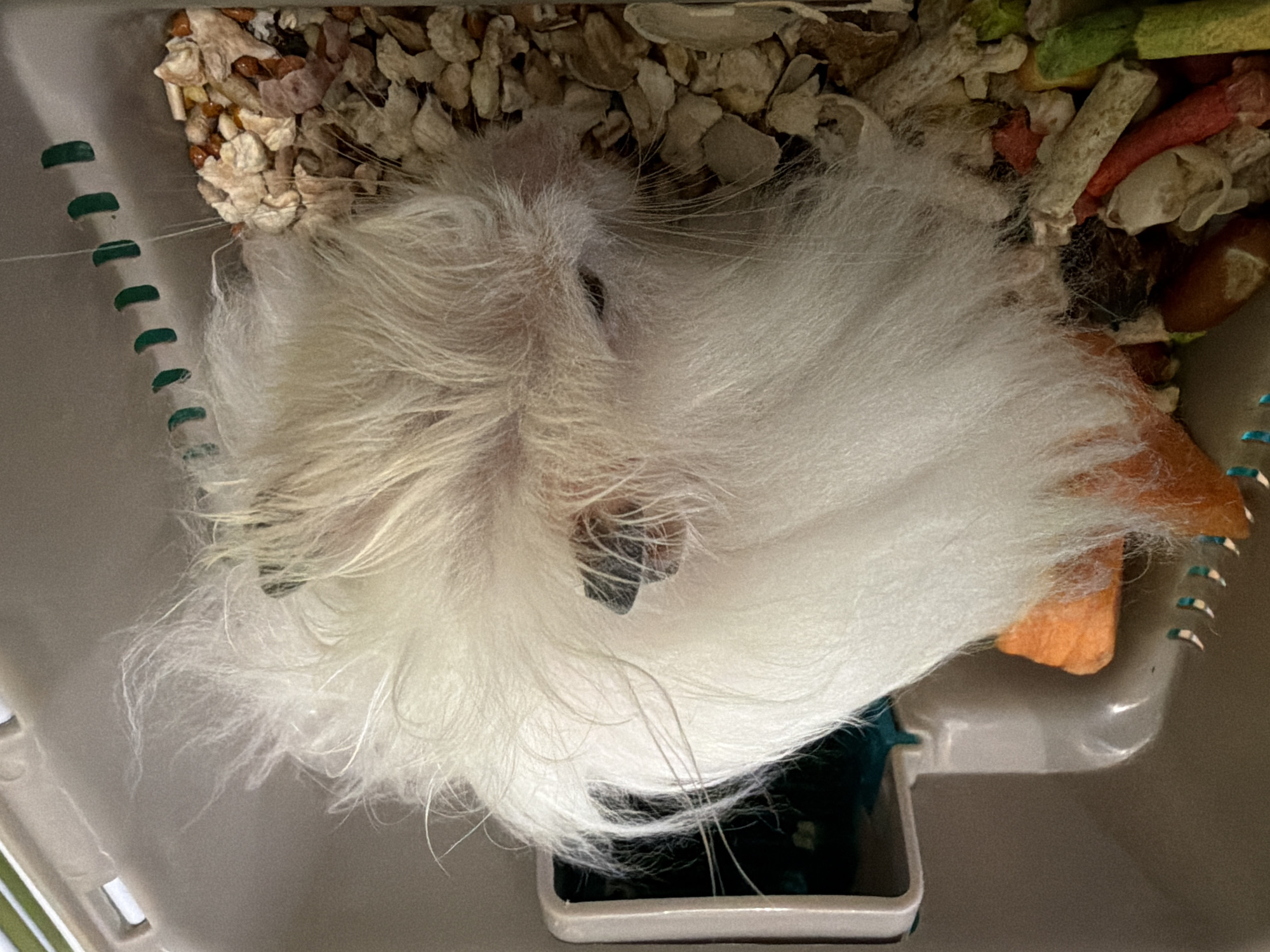 The image shows a close-up, overhead view of a white guinea pig with very fluffy fur resting in a light grey plastic cage. The guinea pig's face is mostly obscured by its fur, but one eye is visible. The cage bedding consists of small pieces of wood, seeds, and some colorful pellet-like food items, including a piece of orange carrot. The cage has a light grey interior and a textured, light grey exterior. The scene does not contain any information that can be used to determine a specific location within the city of Solikamsk, Russia.