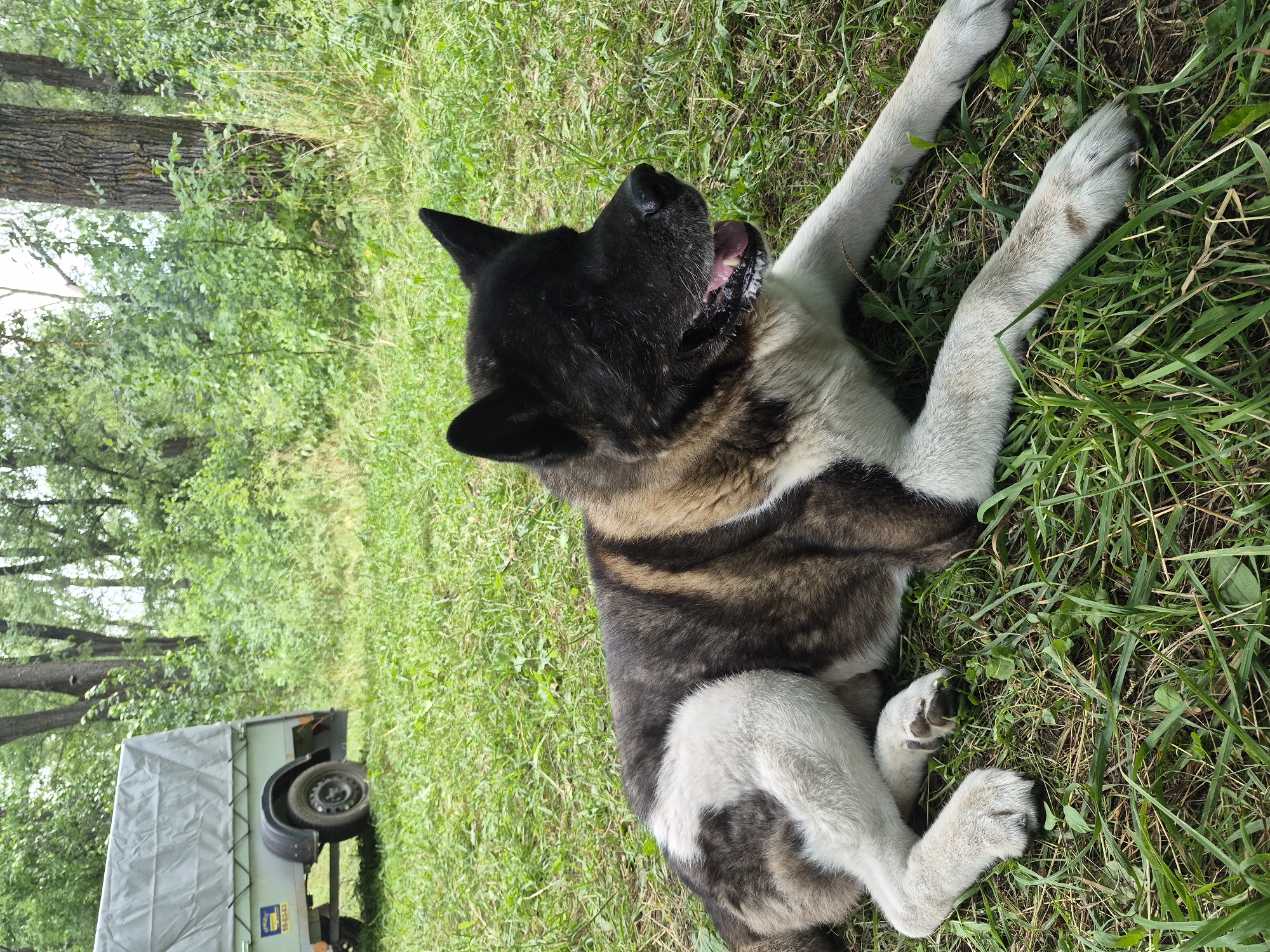 A large, black and tan Akita dog with white markings is lying down on a grassy area in a wooded location. The dog's mouth is open, and its tongue is visible. In the background, a grey utility trailer is parked on the grass. The area appears to be a park or natural setting, possibly near Noviy, Russia, given the dense foliage and trees. The lighting suggests it is daytime.