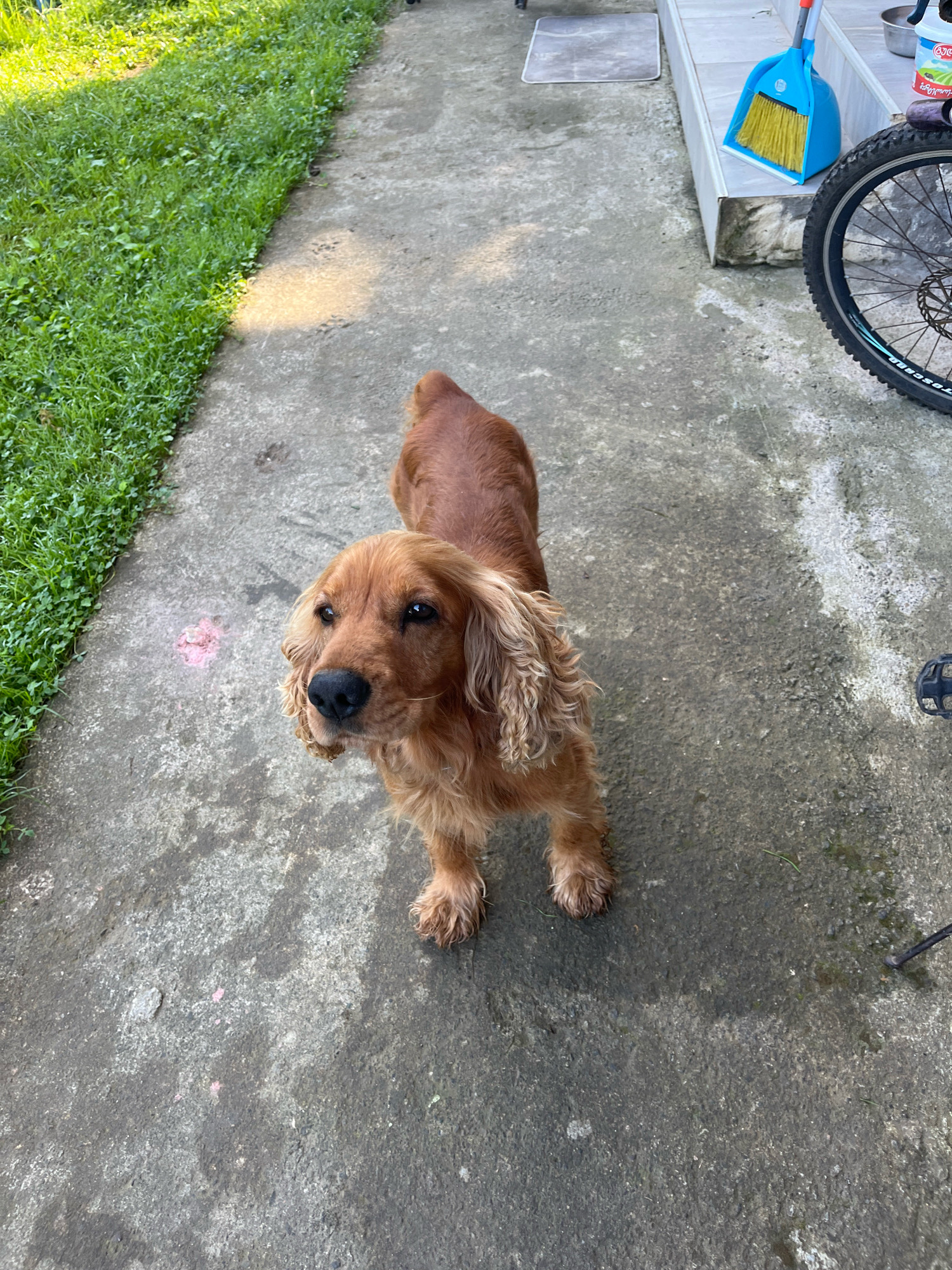 A medium-sized, reddish-brown dog with long, wavy fur and dark eyes is standing on a concrete path next to a grassy area. The dog is looking upwards towards the camera. In the background, a blue dustpan and brush are visible on some steps, along with the wheel of a bicycle. The scene appears to be outdoors, possibly in a yard or alleyway, in the city of Ureki, Georgia. The concrete path shows signs of wear and some pinkish-colored debris is scattered on it near the dog. Sunlight is casting shadows on the path and grass, indicating it is daytime.