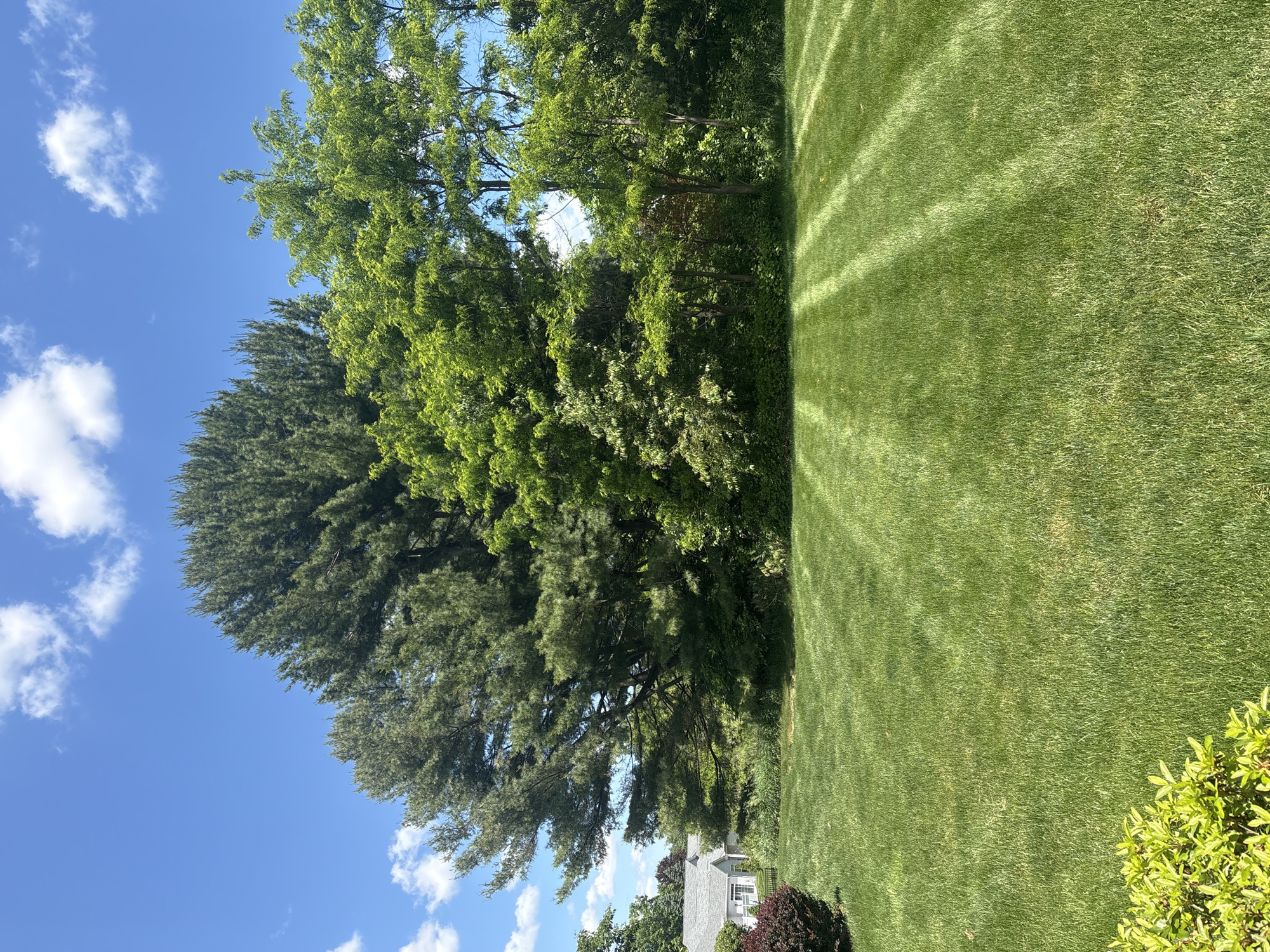 The image presents a sunlit outdoor scene, featuring a vibrant green lawn bordered by a dense line of trees against a clear blue sky with scattered white clouds. The perspective is looking across the lawn towards the treeline.
The main subjects are the lush, well-maintained green grass which occupies a significant portion of the foreground and right side, and a variety of trees forming a natural barrier on the left. These trees include both mature coniferous types with dark green needles and deciduous trees with bright, fresh green leaves, suggesting a spring or summer season. Sunlight is strong, casting distinct, elongated striped shadows across the grass, running from left to right, indicating the time of day is likely mid-morning or early afternoon.
In the lower center-left, partially obscured by the extensive foliage of the trees, the upper section of a house with a grey roof and white siding is visible, suggesting a residential setting. A smaller, bright green shrub is also present in the lower right corner of the frame.
No specific activity or event is taking place; the scene is a still landscape capturing a peaceful, sunny day. The weather is clear and bright. No visible text is present. The overall impression is one of natural beauty and tranquility in a well-kept outdoor space, situated in Lancaster Township, United States of America.