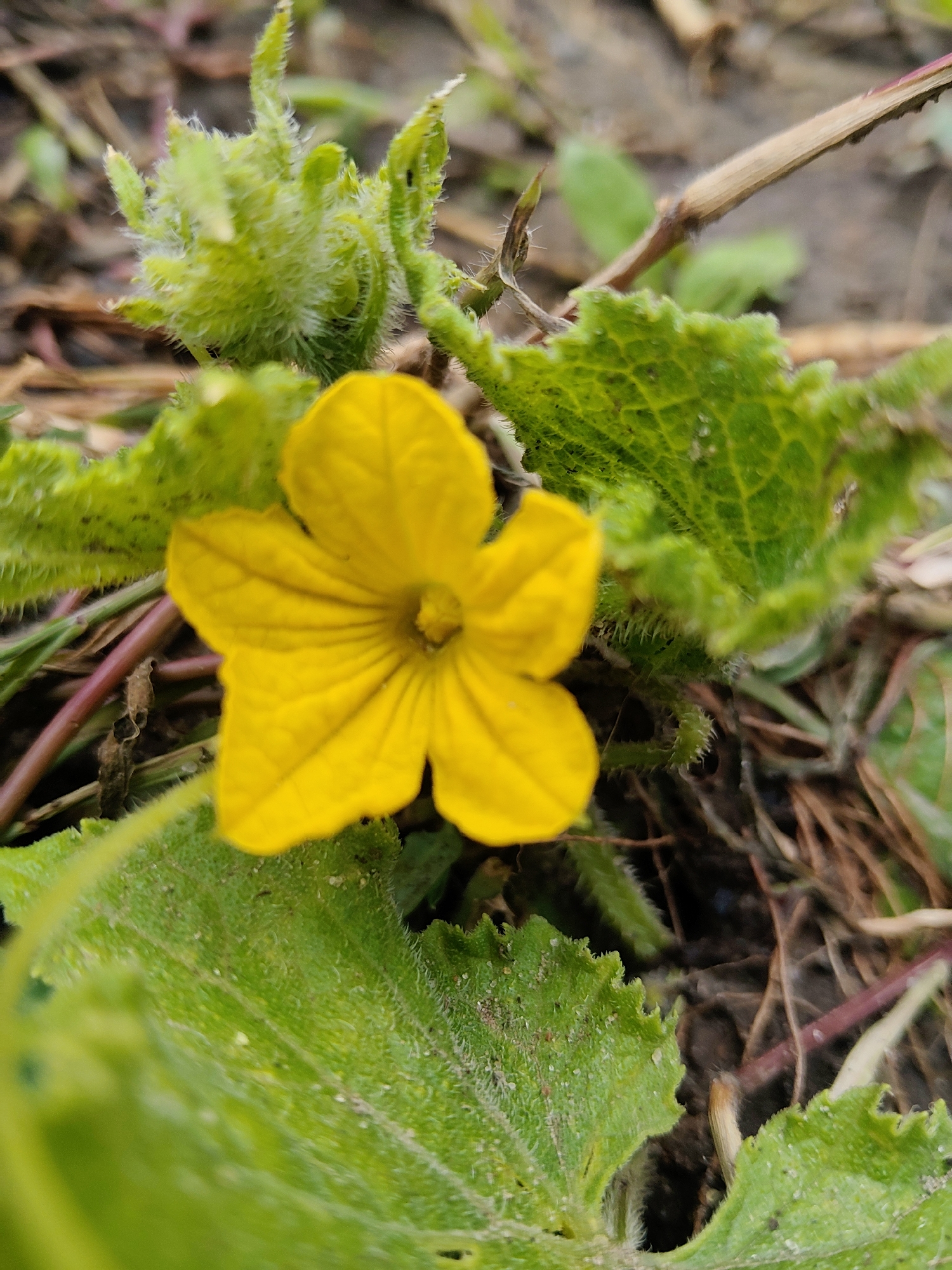 A close-up, eye-level shot captures a vibrant yellow flower with five petals, prominently displayed against a blurred background of green foliage and brown soil. The flower, which appears to be a cucurbit flower, exhibits delicate veining on its petals and a small, light-colored pistil at its center. Surrounding the bloom are fuzzy green leaves and stems, some tinged with red. The overall environment suggests an outdoor setting, possibly a garden or natural growth. The image provides no discernible details related to the city of Kharkiv, Ukraine, or any human presence.