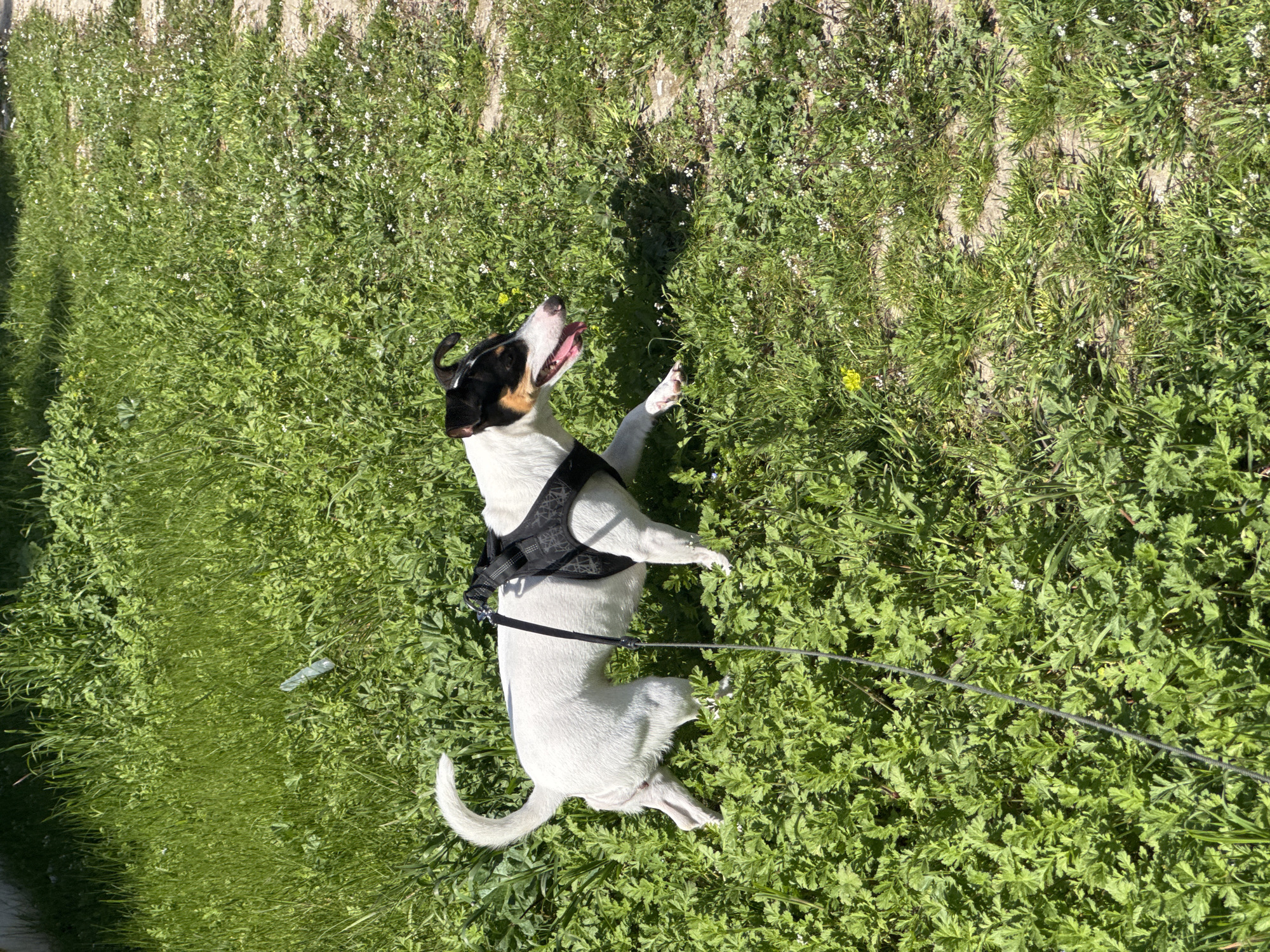 An overhead shot depicts a small-to-medium-sized dog standing on its hind legs in a bright, sun-drenched grassy area. The dog has primarily white fur with black and tan markings covering its head and ears. It wears a black harness with a subtle grey pattern and is attached to a black leash that stretches across the green vegetation.
The dog's mouth is open, and it looks upward with one front paw slightly raised, suggesting it is panting, sniffing the air, or reacting to something above it, possibly in a playful or curious manner. A distinct shadow of the dog is cast on the lush green grass to its right, indicating strong, direct sunlight.
The ground is covered with a variety of green grasses and foliage, dotted with numerous small white flowers and at least one bright yellow bloom. Patches of bare earth or concrete are visible through the vegetation, hinting at an unpaved path or natural terrain. A small, light blue, cylindrical object, possibly a discarded plastic cap, lies on the grass near the dog.
The scene conveys a bright, clear, and sunny day, likely around mid-day due to the prominent shadows. No visible text is present in the image.