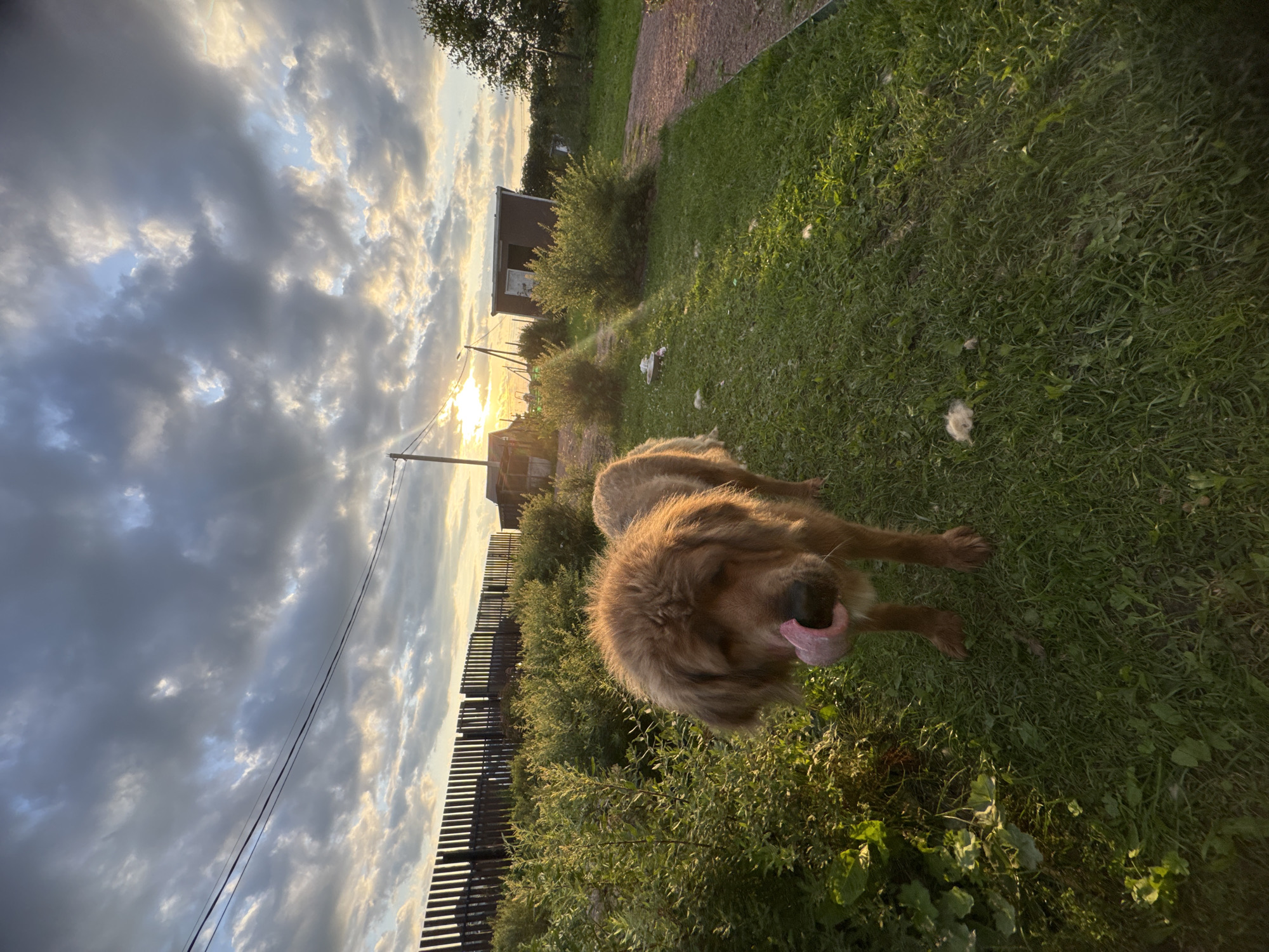 An outdoor, wide-angle, low-angle shot shows a brown, fluffy dog with its tongue out, standing in a grassy yard at sunset in Kempelevo, Russia. The dog faces the camera, with its head tilted slightly down. Behind the dog, a wooden fence runs horizontally across the frame, separating the yard from a vegetated area. In the background, a small shed-like structure with an open door and a tree are visible. The sky above is filled with dramatic clouds, with the setting sun peeking through, casting a warm glow on the scene. Power lines are strung across the upper portion of the image. The ground is covered in green grass, with some scattered white fluff.