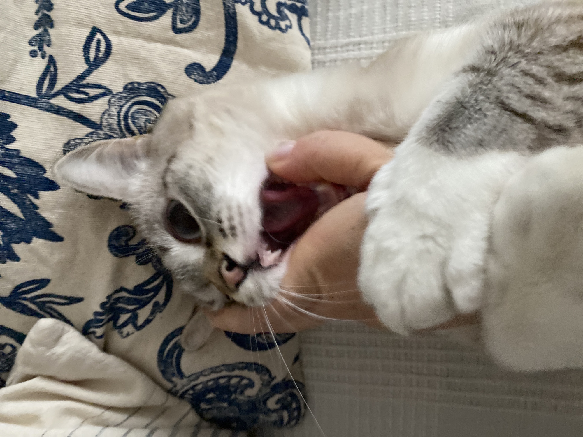 A close-up shot depicts a light-colored cat with grey markings, with its mouth wide open and teeth visible, as a human hand appears to grasp its lower jaw. The cat's eyes are visible, and long whiskers are present. The cat and hand are positioned on what appears to be a fabric surface, featuring a blue and white floral pattern. The background shows a textured, possibly beige, surface. There is no evidence in the image to connect it to Yekaterinburg, Russia.