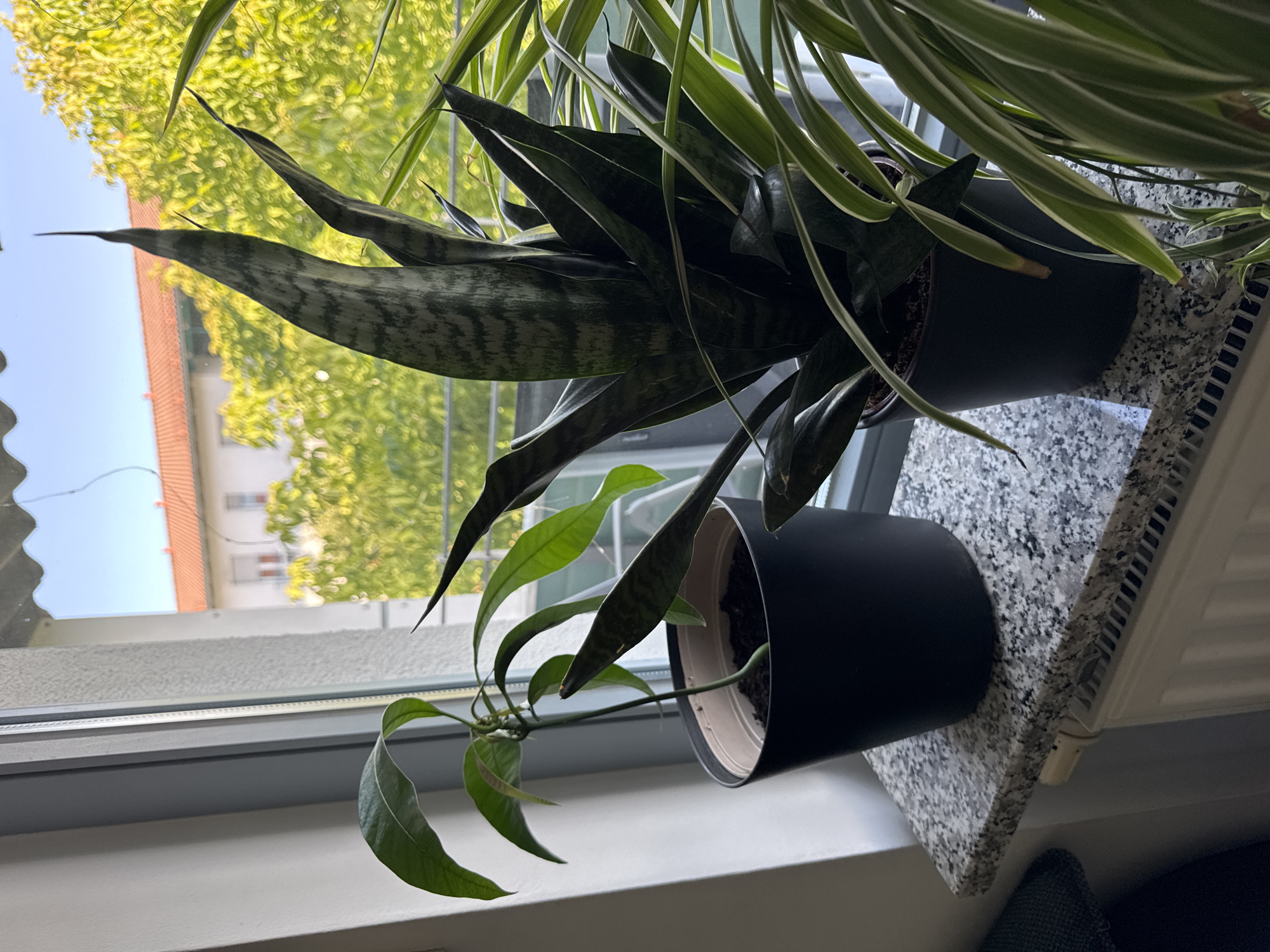A still shot shows two potted plants on a windowsill in Höhenkirchen-Siegertsbrunn, Germany. The larger plant in the foreground is a snake plant with dark green, sword-shaped leaves that have lighter grey-green markings. It is in a black, cylindrical pot. To the right and behind the snake plant, a spider plant with long, thin, variegated green and white leaves spills out of a black pot. In front of the snake plant, a smaller plant with lighter green, broader leaves is growing from a smaller, light-colored pot that is partially obscured by the snake plant. The plants are arranged on a speckled grey granite windowsill.
Through the window, a residential building with an orange tiled roof is visible, along with lush green trees that suggest it is daytime, likely late spring or summer. The sky appears clear and blue. The overall scene is domestic and serene, with the plants enjoying sunlight. The radiator beneath the windowsill is partially visible, suggesting an indoor setting. No people are visible, and no text is present in the image.