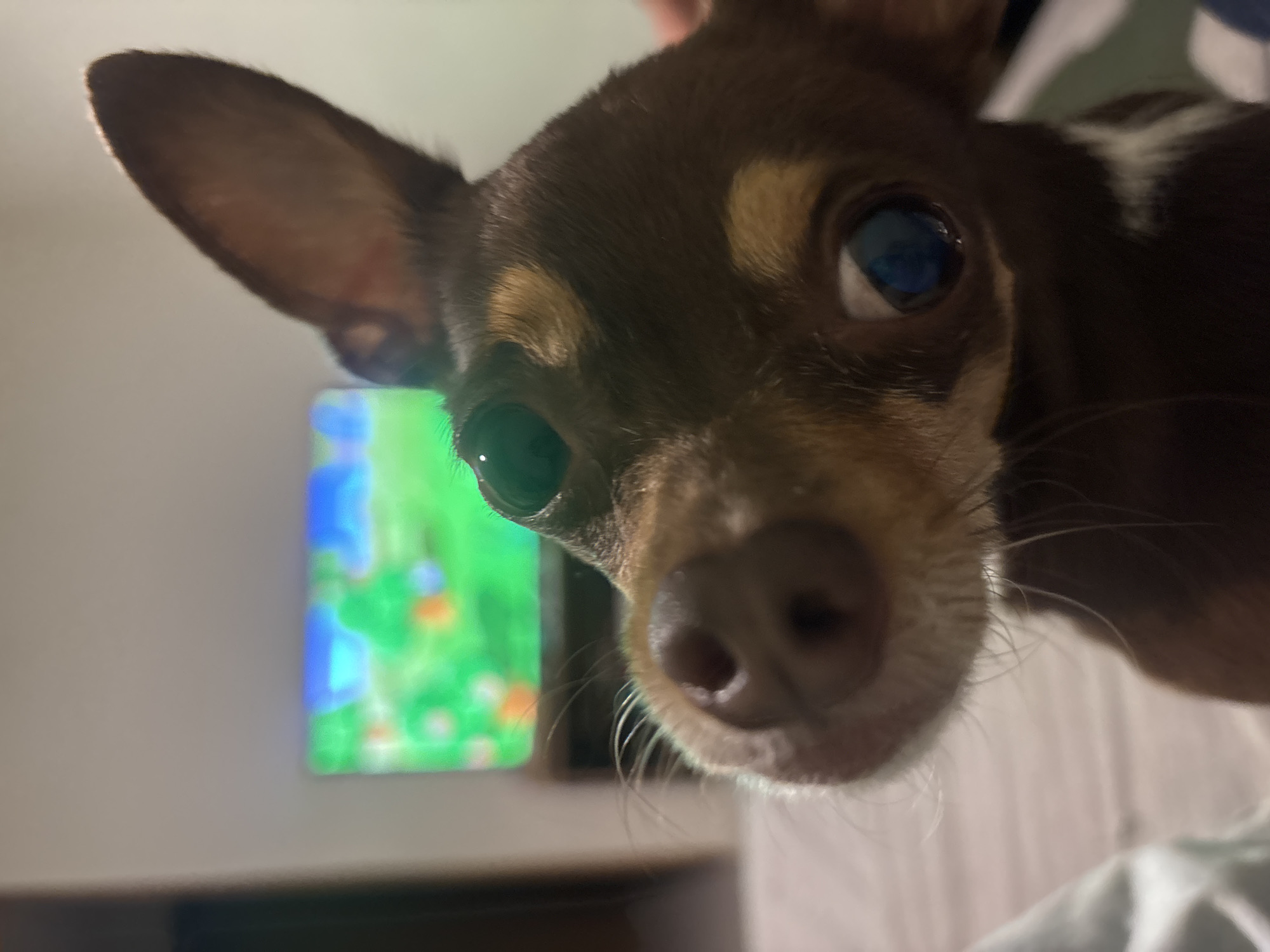 A very close-up, low-angle shot captures the curious face of a small brown dog, likely a Chihuahua, looking directly into the camera. The dog's head fills most of the frame, showcasing its short brown fur with lighter tan markings above its eyes and around its muzzle. Its large, dark eyes reflect bright colors from the background; the dog's left eye vividly reflects a green and blue pattern, while its right eye shows a bluer hue. The dark nose is prominent in the foreground, and fine whiskers are visible around the muzzle. One perked ear is visible on the left side of the frame. In the blurry background to the left, a television screen displays vibrant green and blue imagery, possibly an animated show or a graphical interface. The rest of the background consists of a light-colored wall and indistinct, light-toned fabric, suggesting an indoor setting in a home. The lighting is artificial, coming from within the room, with the television adding to the light source and reflections. No text is visible in the image.