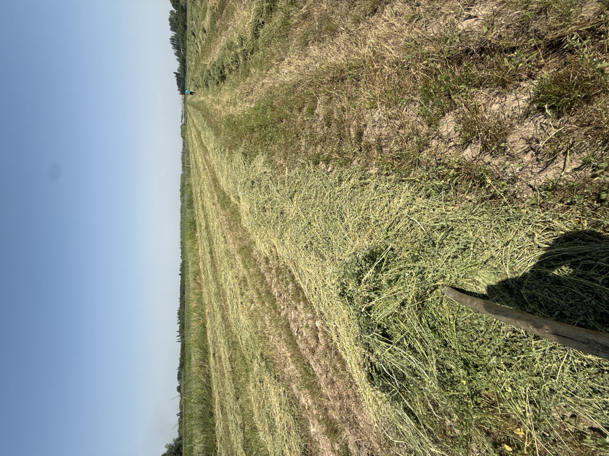 In a rural setting, likely the outskirts of Kara-Dobo, Kyrgyzstan, a field is being harvested. The foreground is dominated by rows of freshly cut hay, some piled high and others spread thinly across the dry, cracked earth. A wooden tool, possibly a rake, lies partially in the hay, casting a long shadow. In the middle distance, a person wearing a blue shirt is walking away from the camera, down a path between the rows of hay. The field stretches towards a distant treeline, beyond which the clear blue sky dominates the upper portion of the image. The overall impression is one of agricultural activity under a bright, sunny sky.