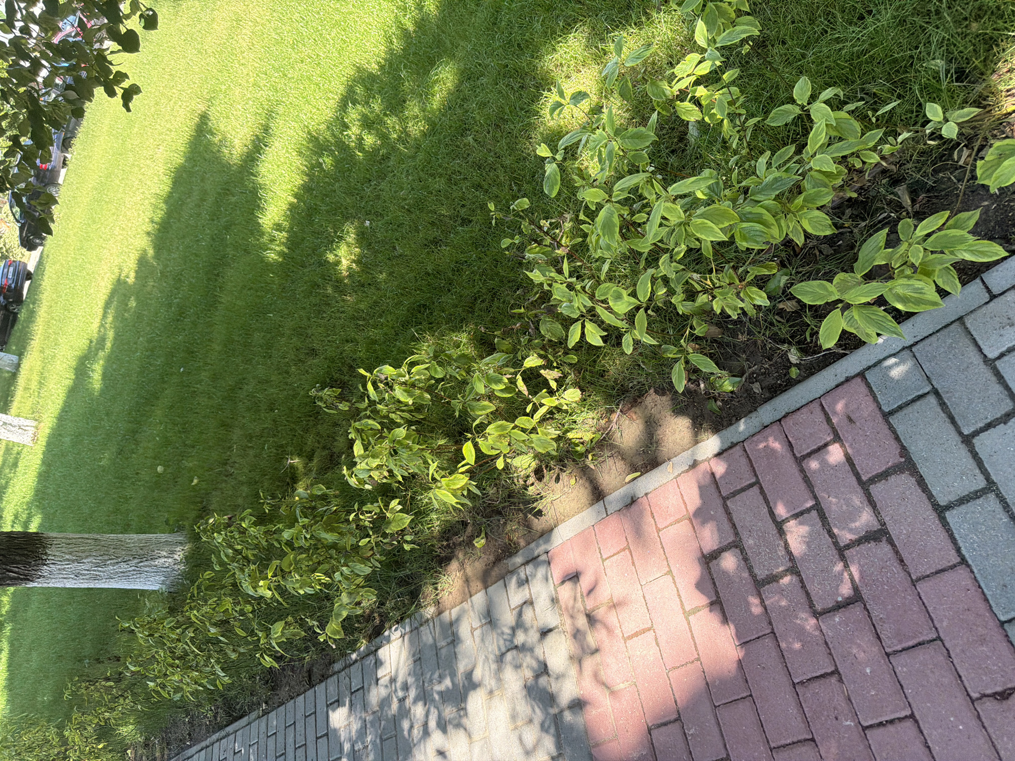 The image depicts a well-maintained pathway adjacent to a lush green lawn with a line of small, leafy bushes. The pathway is paved with reddish-pink and gray bricks arranged in a running bond pattern. A thin concrete border separates the brick pathway from the lawn. Several trees are visible, one prominently in the mid-ground with its trunk painted white up to a certain height, and another in the background. The lawn appears to be mowed and healthy, with dappled sunlight casting shadows from unseen foliage. A few cars are parked in the background on a paved surface, suggesting an urban or suburban setting. The overall scene is one of a quiet, possibly residential or park-like environment.