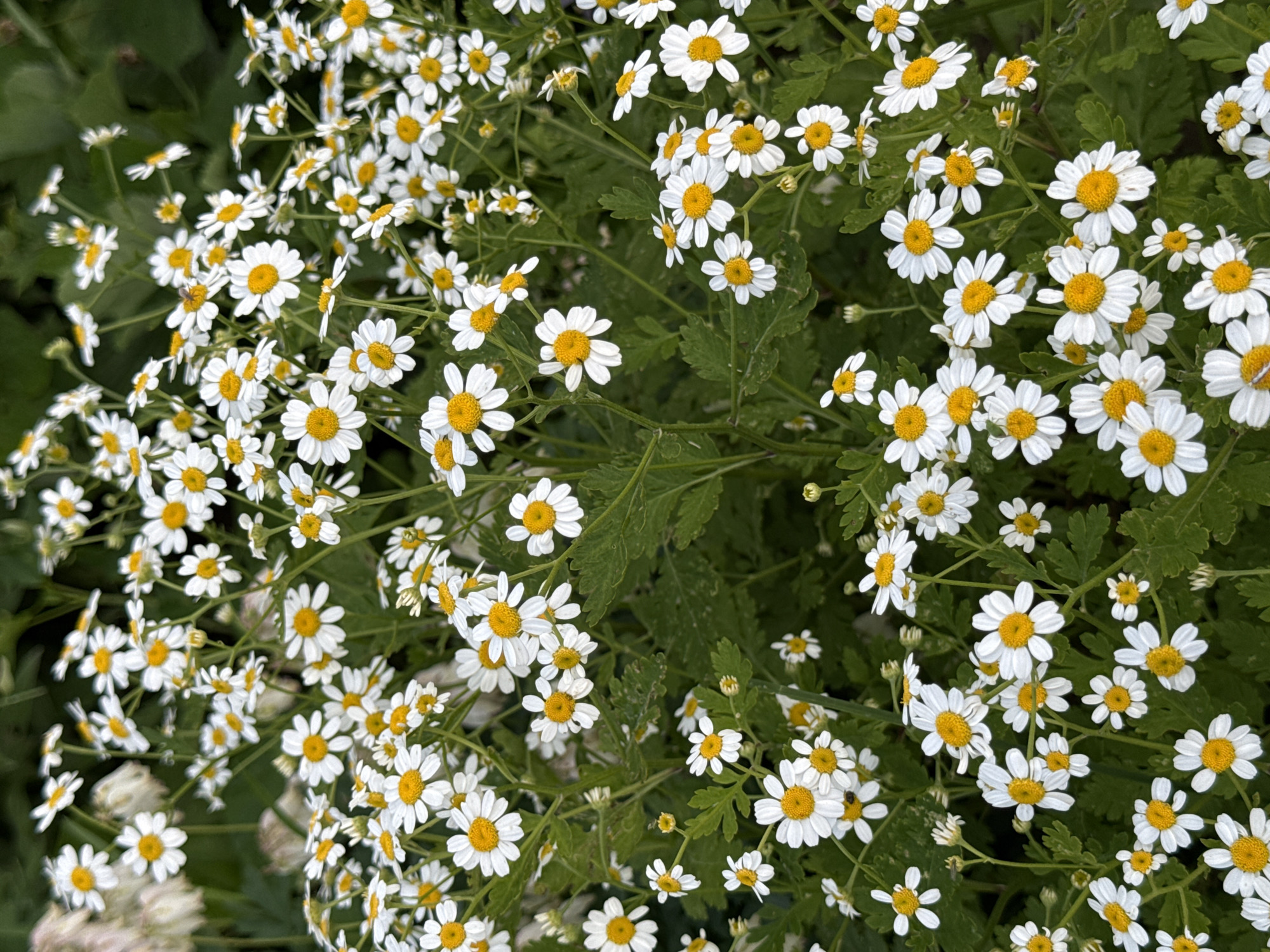 A close-up, eye-level shot captures a dense field of white daisies with yellow centers. The flowers are in various stages of bloom, with some fully open and others still budding. Their petals are delicate and pointed, radiating outwards from the central discs. The leaves of the daisy plants are a deep green, serrated, and provide a lush backdrop to the blossoms. The lighting suggests it is daytime, with soft shadows indicating overcast conditions or the presence of shade. The composition is dominated by the flowers, creating a vibrant and naturalistic scene. The image does not depict any specific urban or rural landmarks, and therefore cannot be localized to Гаревая, Russia or any other specific geographic area.